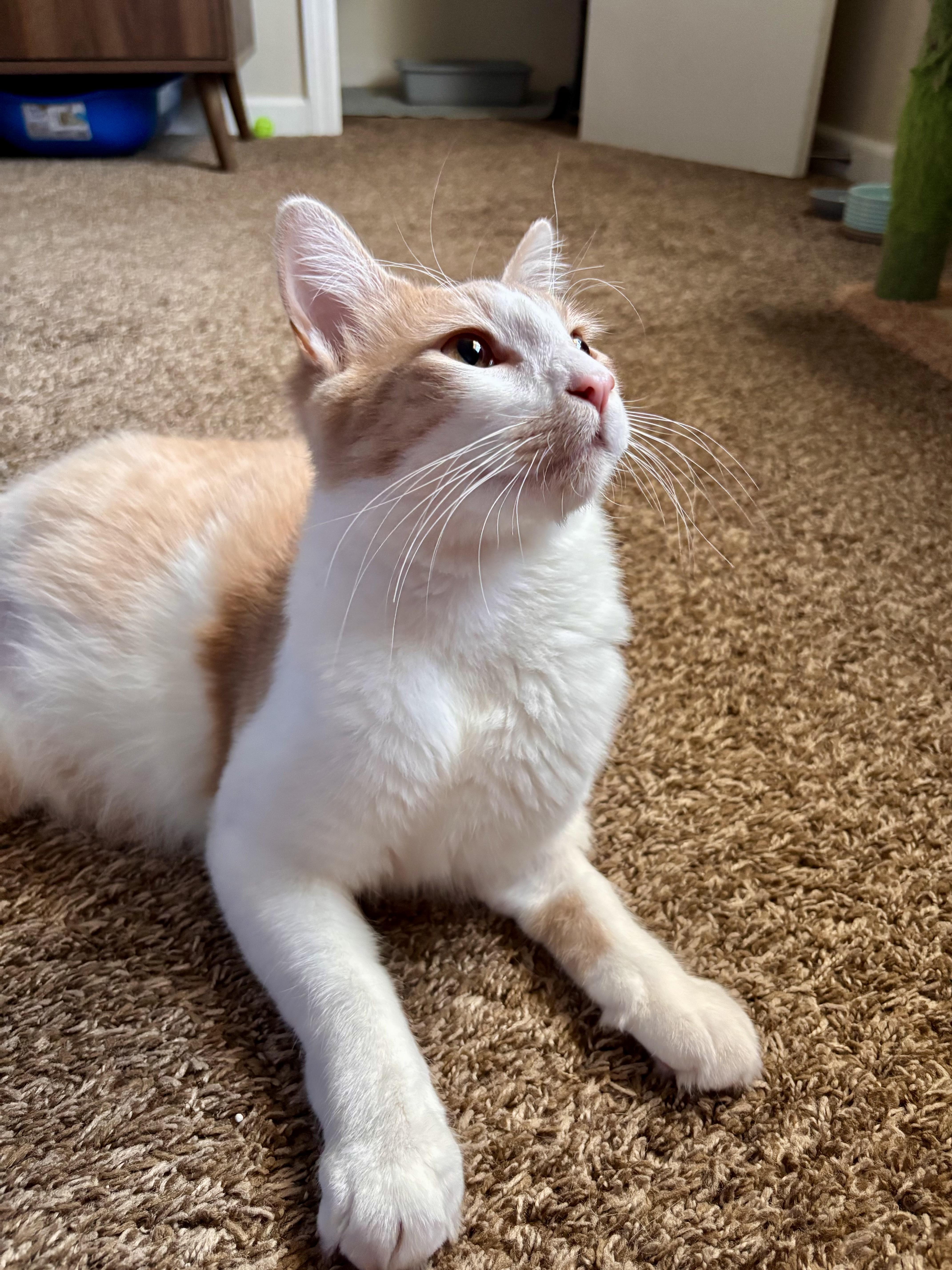 Harry, a ADOPTABLE Domestic Medium Hair in Penryn, CA image 5/5