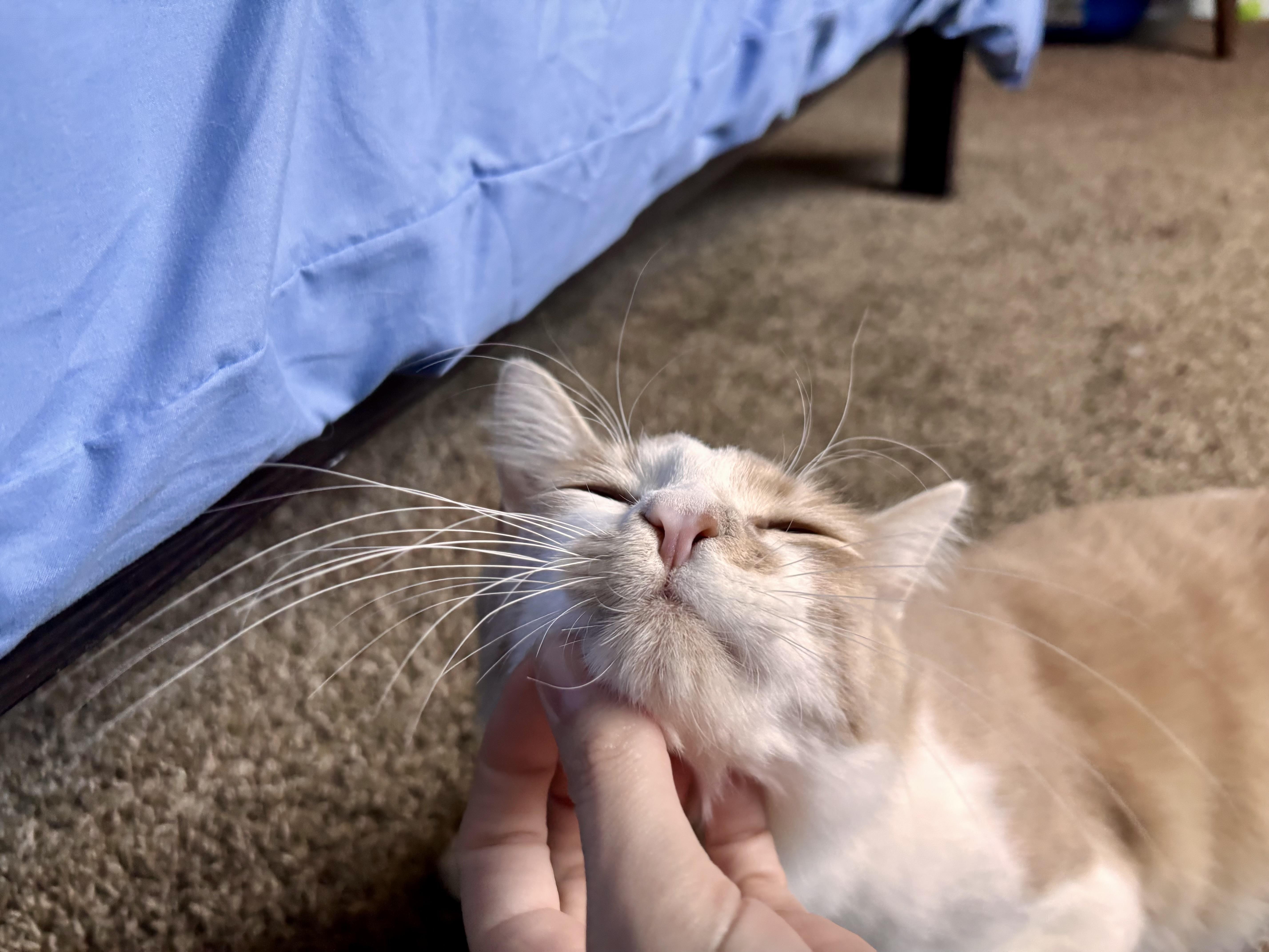 Harry, a ADOPTABLE Domestic Medium Hair in Penryn, CA image 3/5