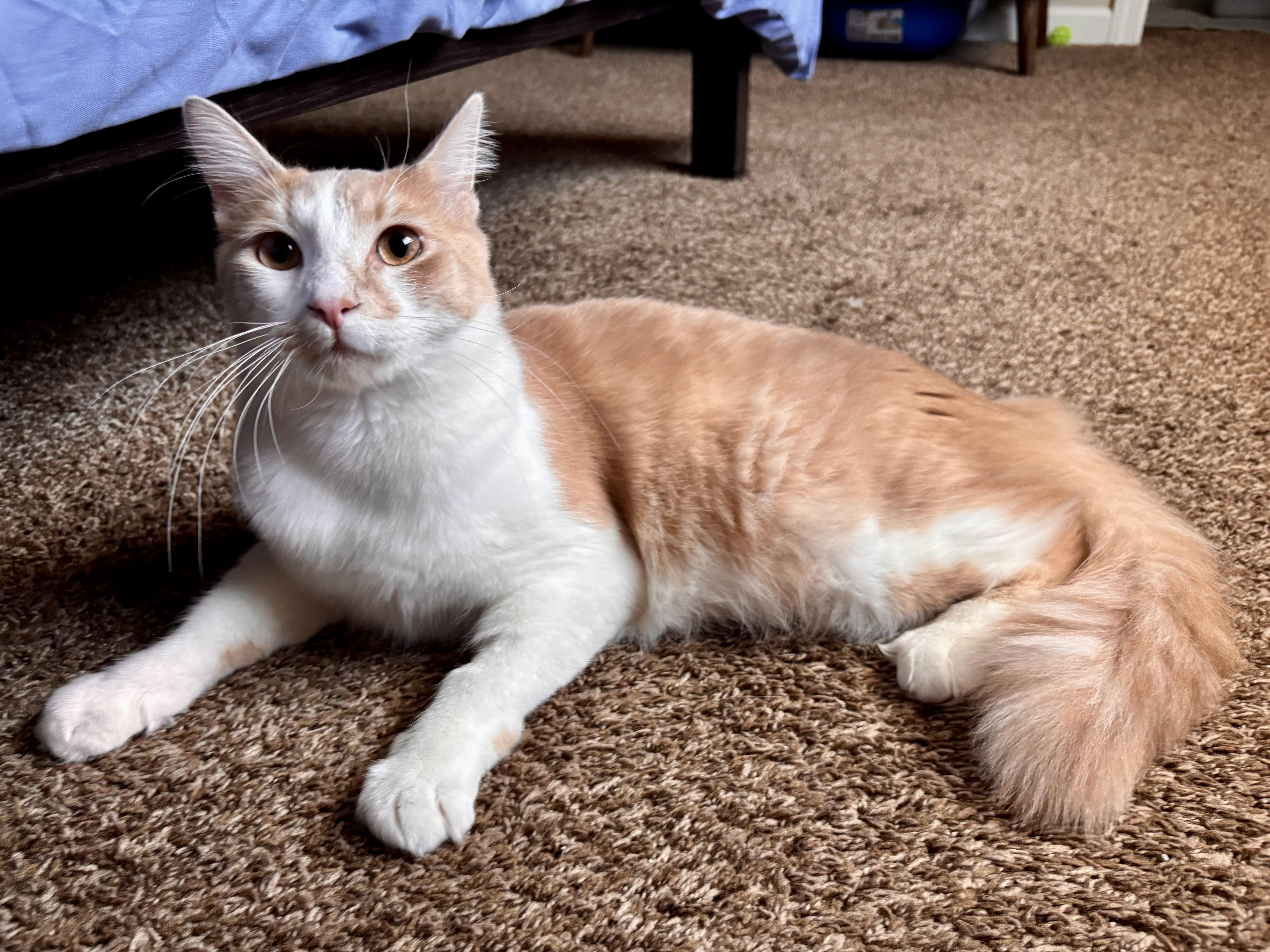 Harry, a ADOPTABLE Domestic Medium Hair in Penryn, CA image 1/5