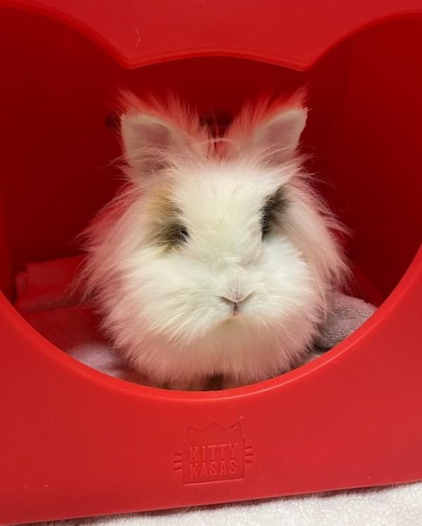 Leo, Adoptable, Young Male Lionhead.