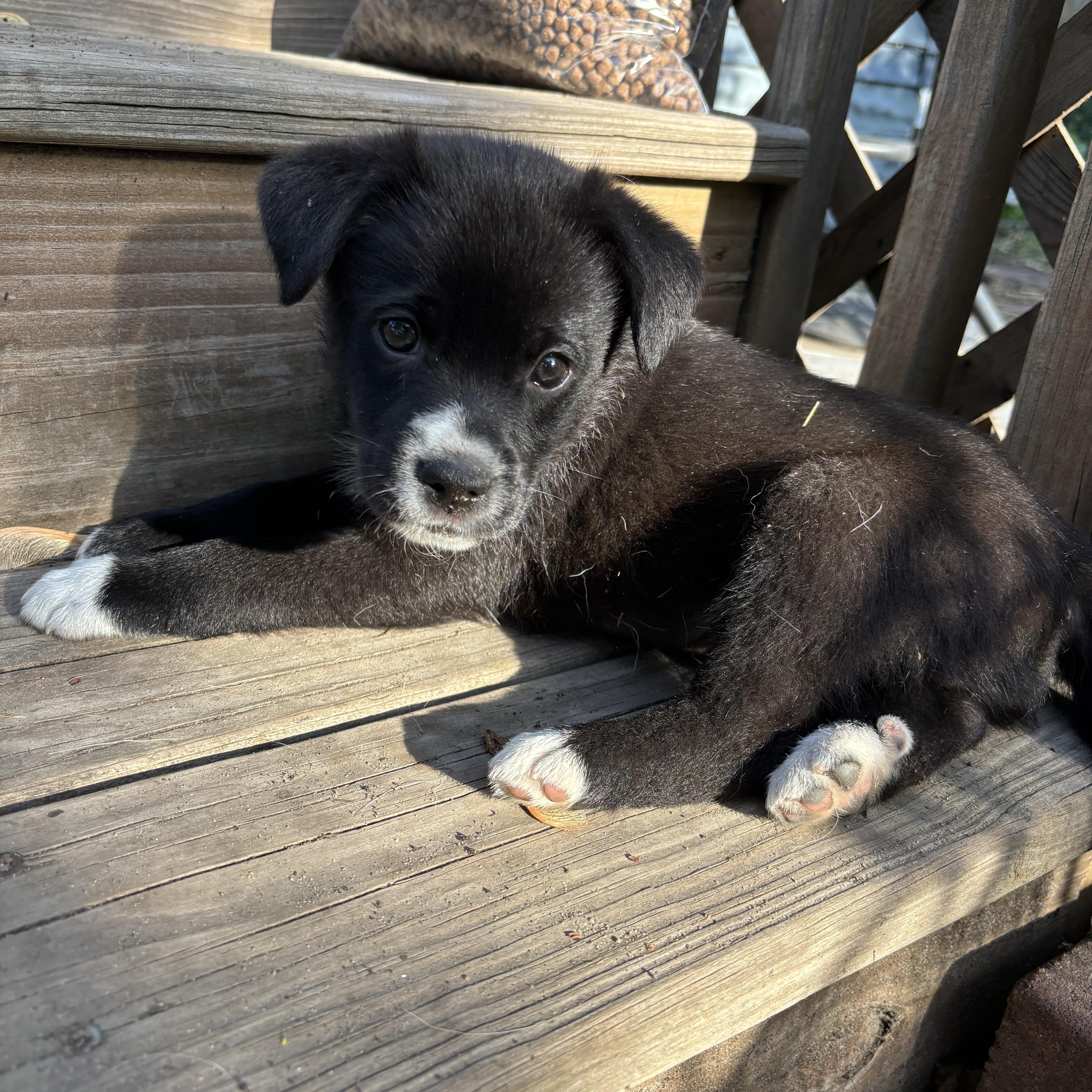 Mojo, a Adoptable mixed breed in Minneapolis, MN image 2/4