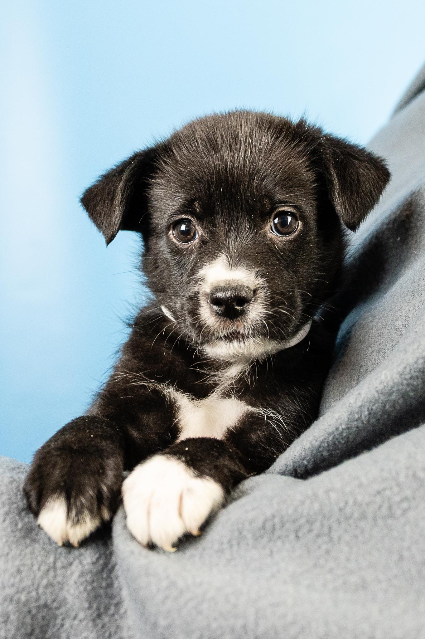 Mojo, a Adoptable mixed breed in Minneapolis, MN image 1/4