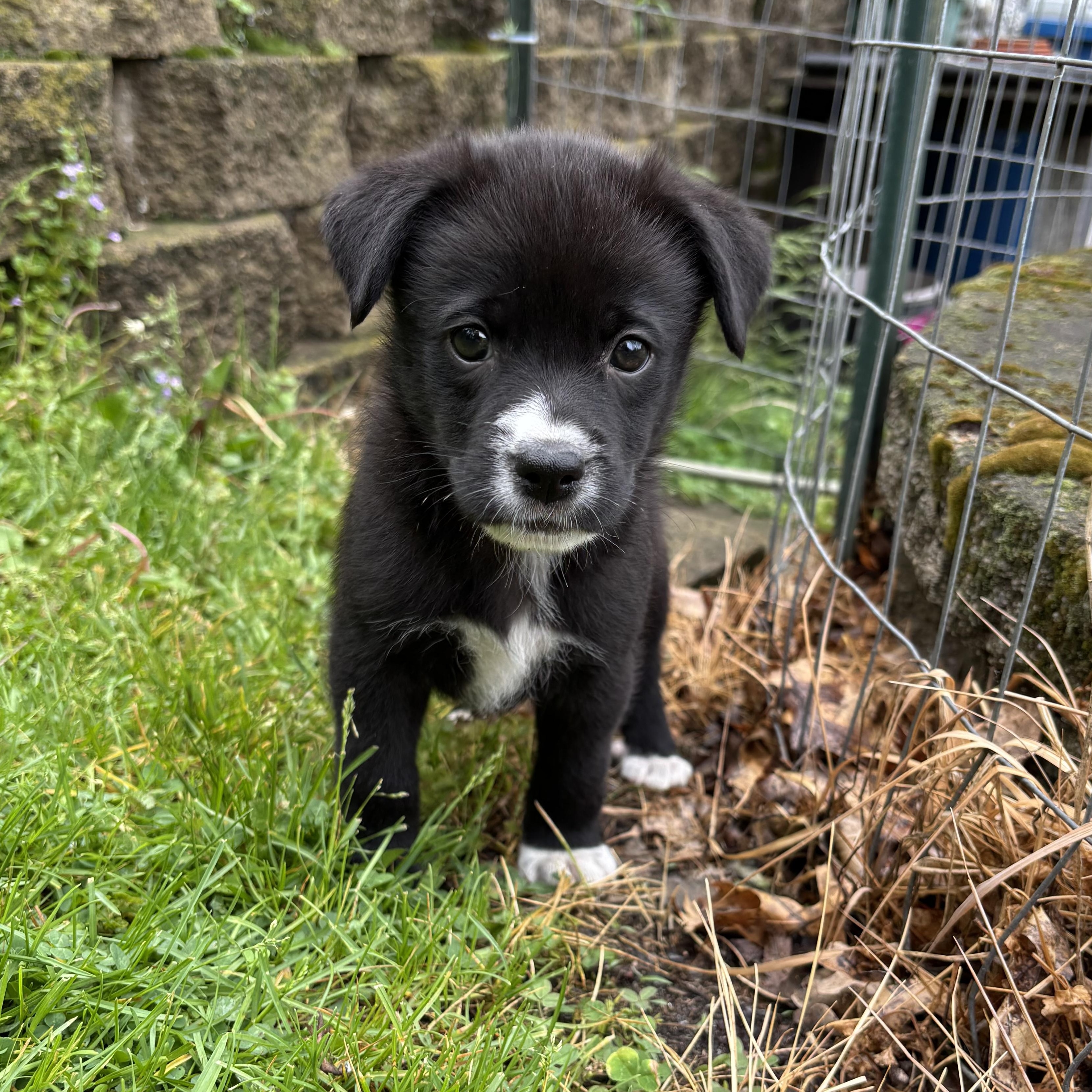 Mojo, a Adoptable mixed breed in Minneapolis, MN image 3/4
