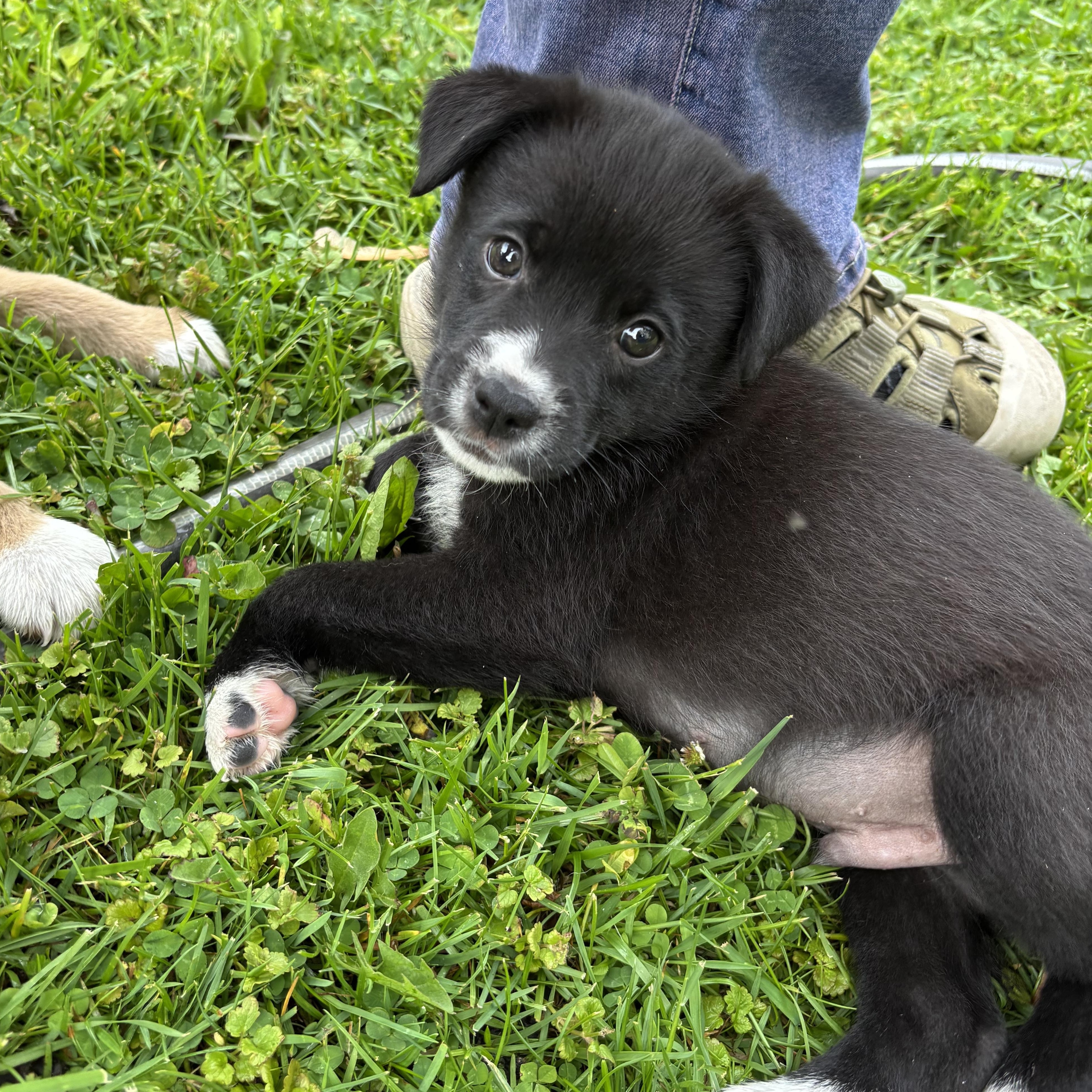 Mojo, a Adoptable mixed breed in Minneapolis, MN image 4/4