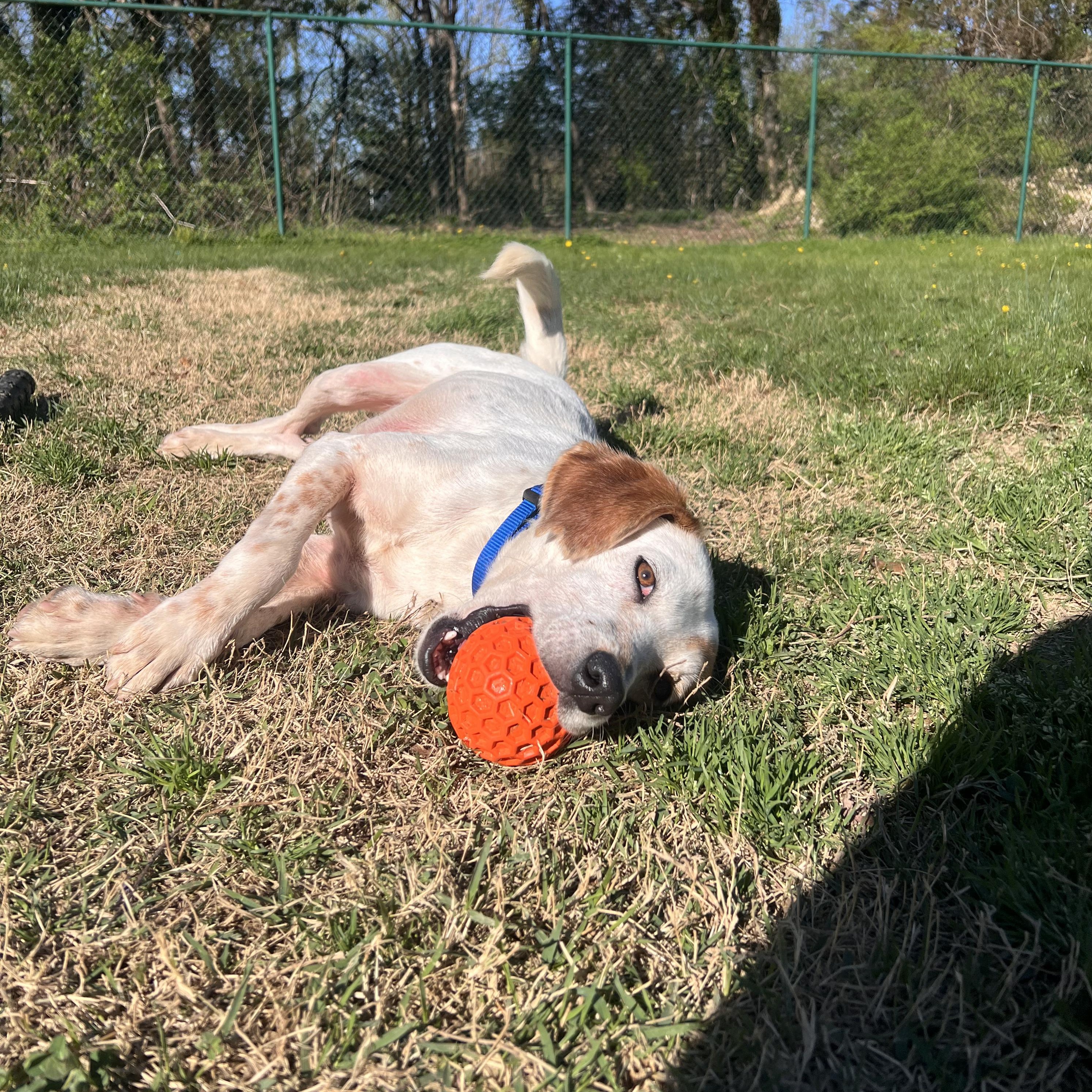 Enlarge Stuart, a Adoptable mixed breed in Saluda, VA image 3/5