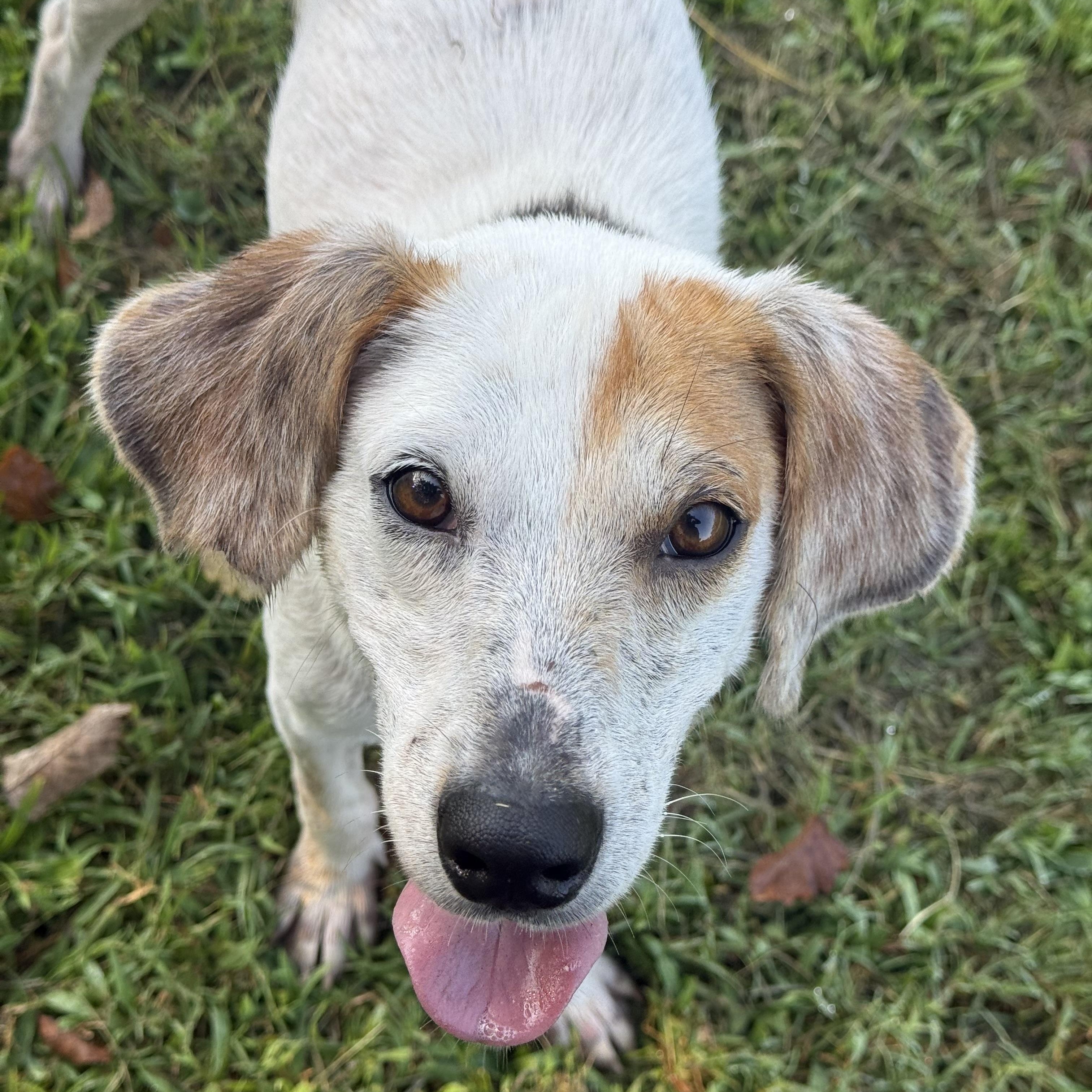 Enlarge Stuart, a Adoptable mixed breed in Saluda, VA image 1/5