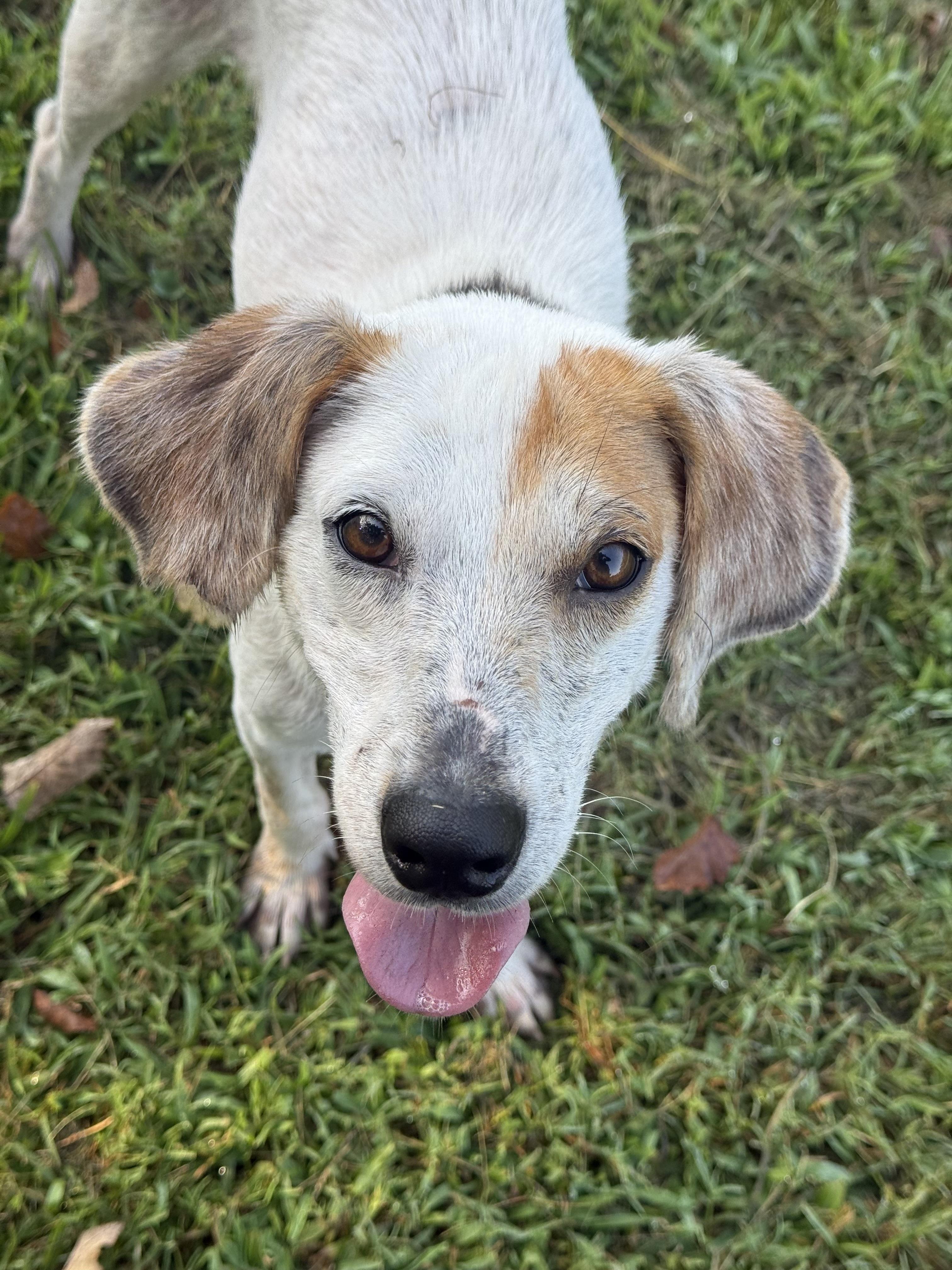 Stuart, a Adoptable mixed breed in Saluda, VA image 1/4