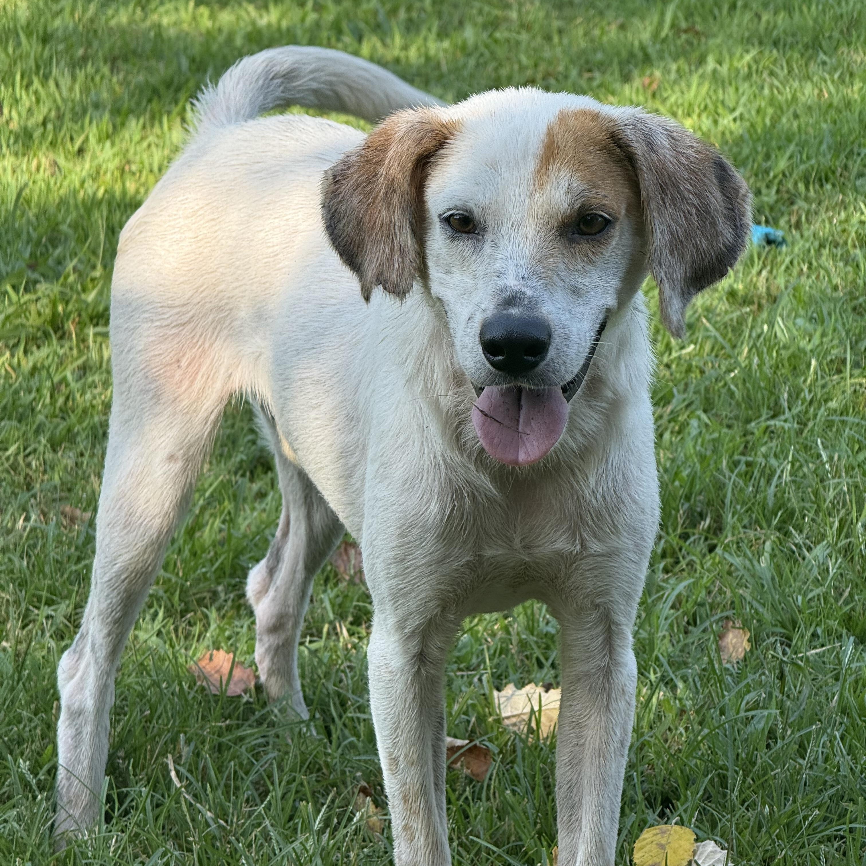 Stuart, a Adoptable mixed breed in Saluda, VA image 2/4