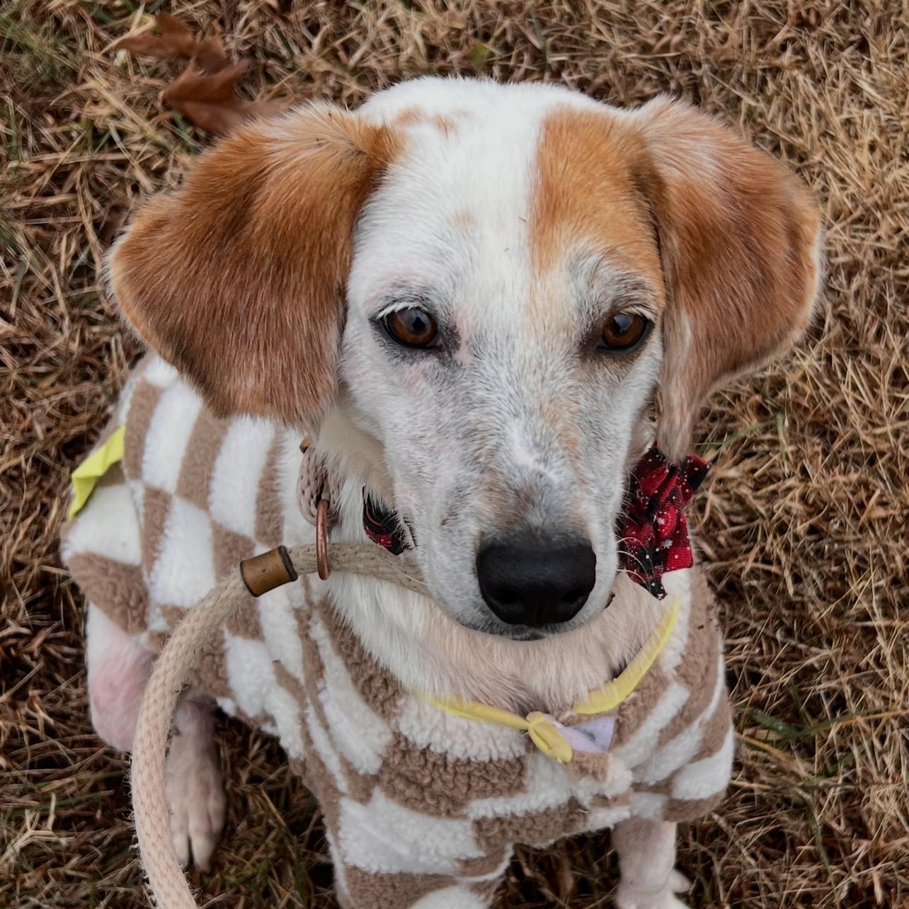 Enlarge Stuart, a Adoptable mixed breed in Saluda, VA image 4/5