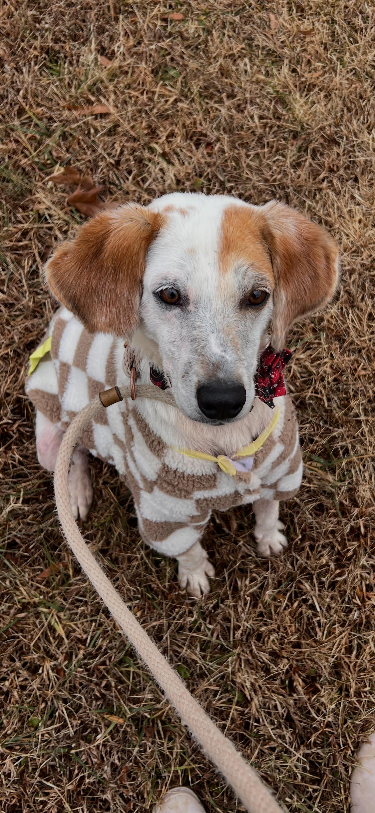 Enlarge Stuart, a Adoptable mixed breed in Saluda, VA image 3/5