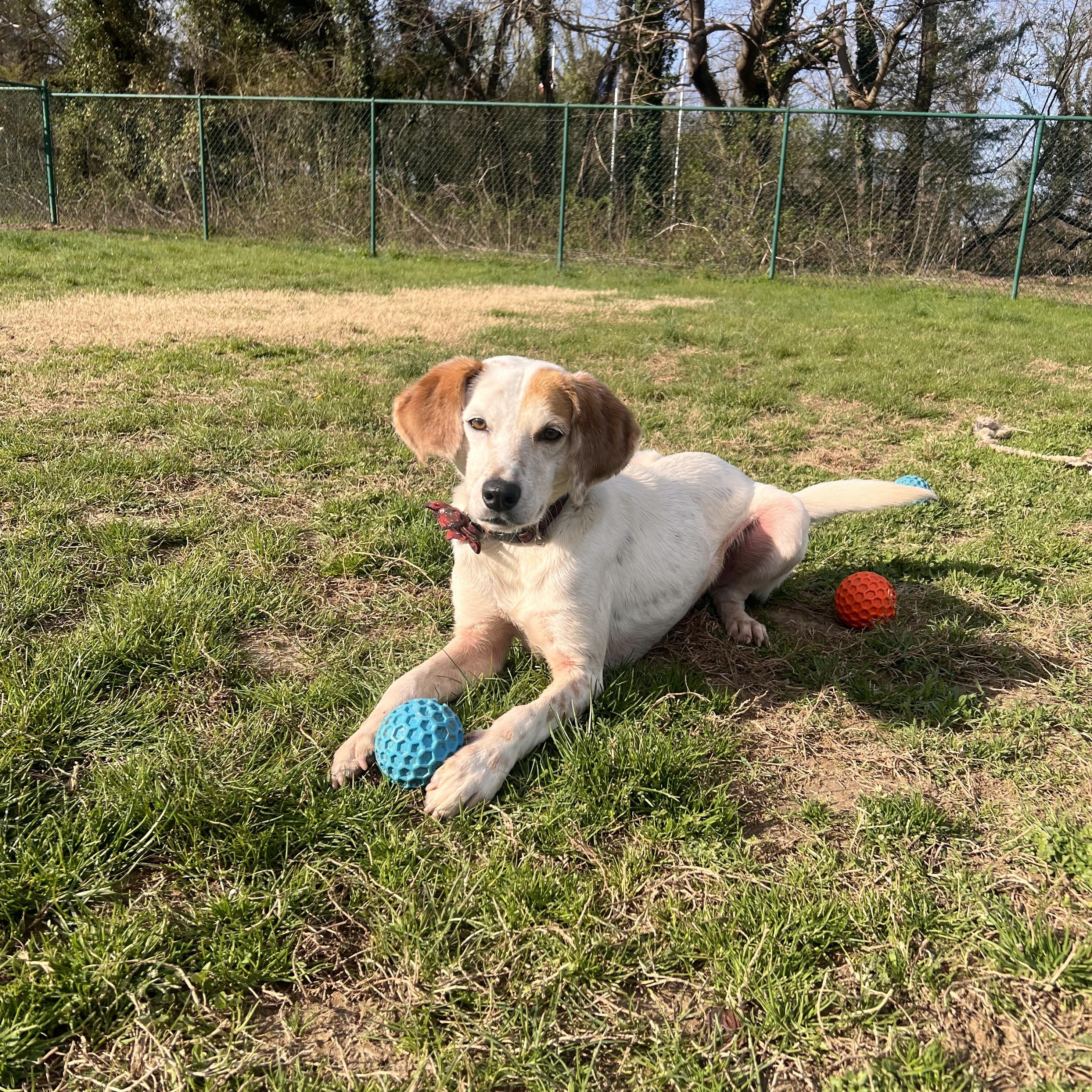 Enlarge Stuart, a Adoptable mixed breed in Saluda, VA image 5/5