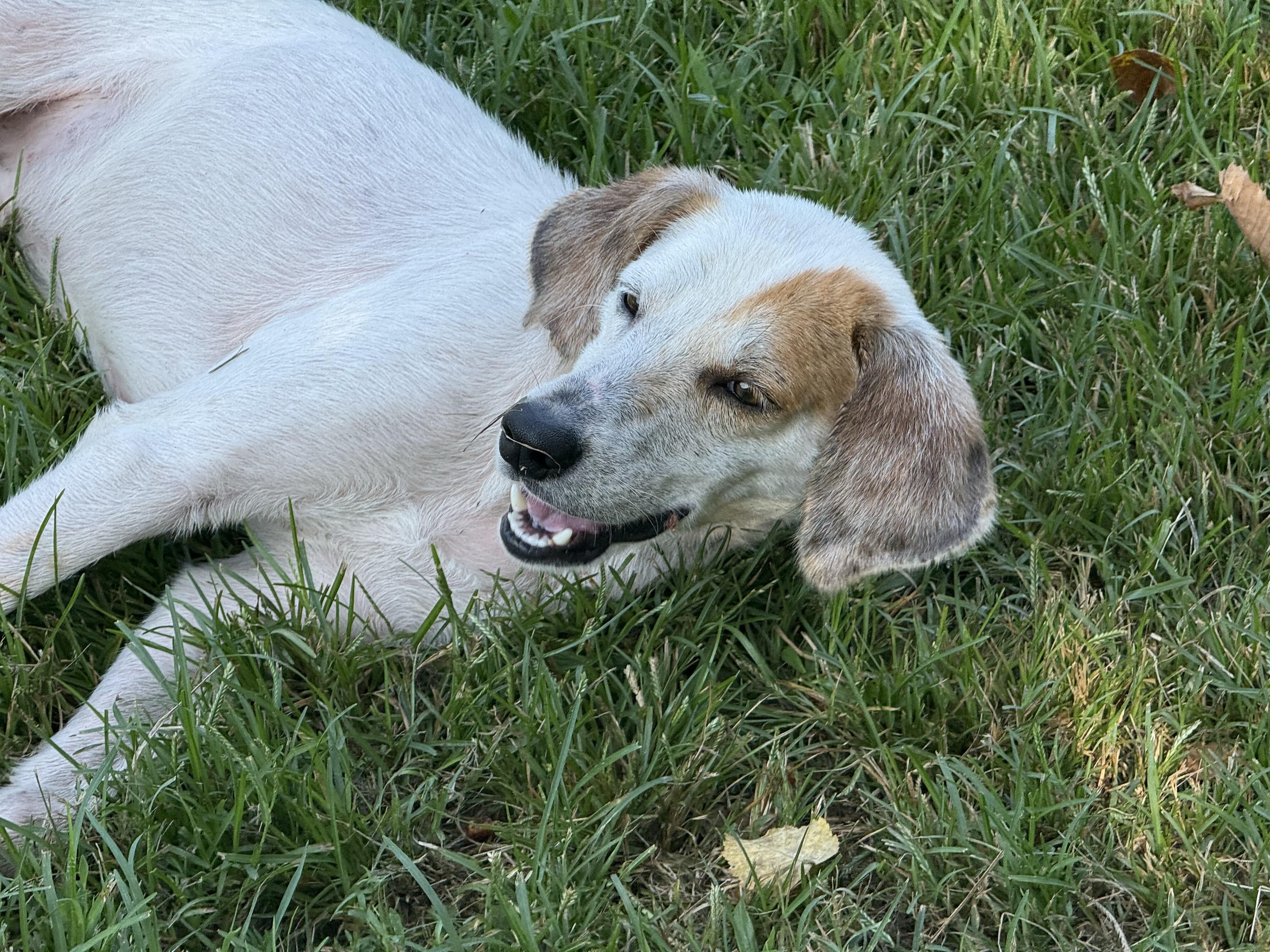 Stuart, a Adoptable mixed breed in Saluda, VA image 4/4