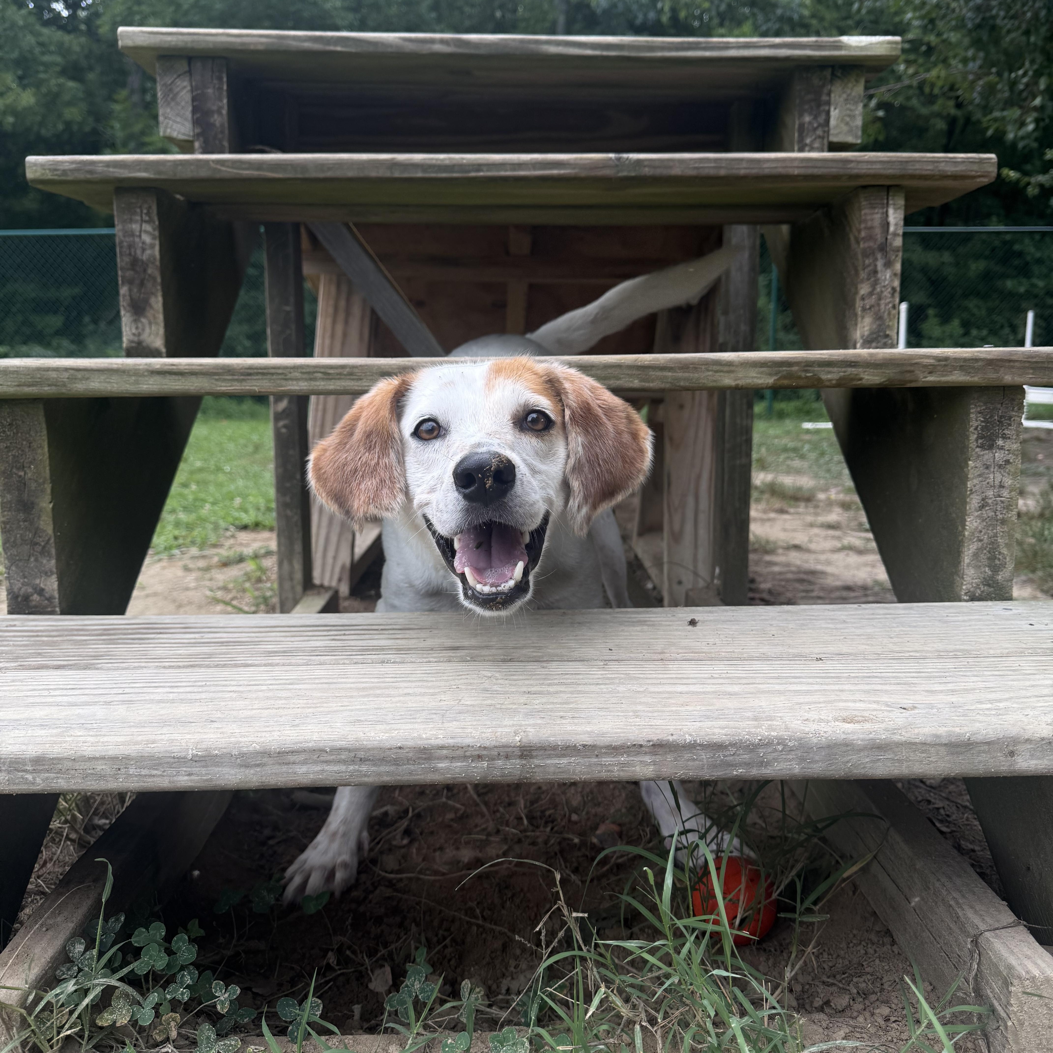 Stuart, a Adoptable mixed breed in Saluda, VA image 4/6