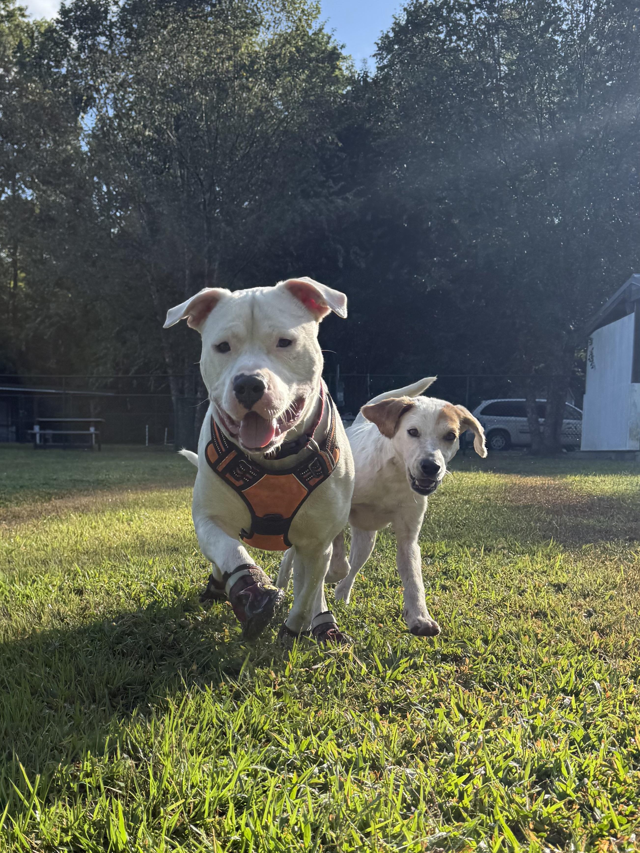 Stuart, a Adoptable mixed breed in Saluda, VA image 3/4