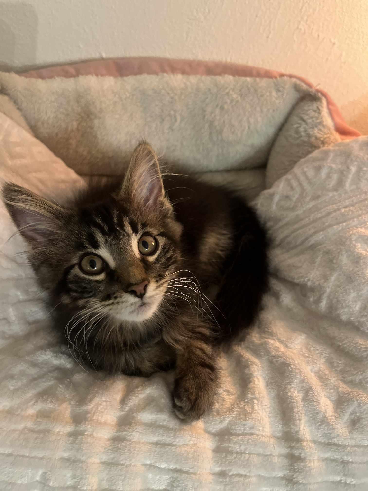 Crumb, a Adopted Domestic Long Hair in Greensburg, PA image 2/3