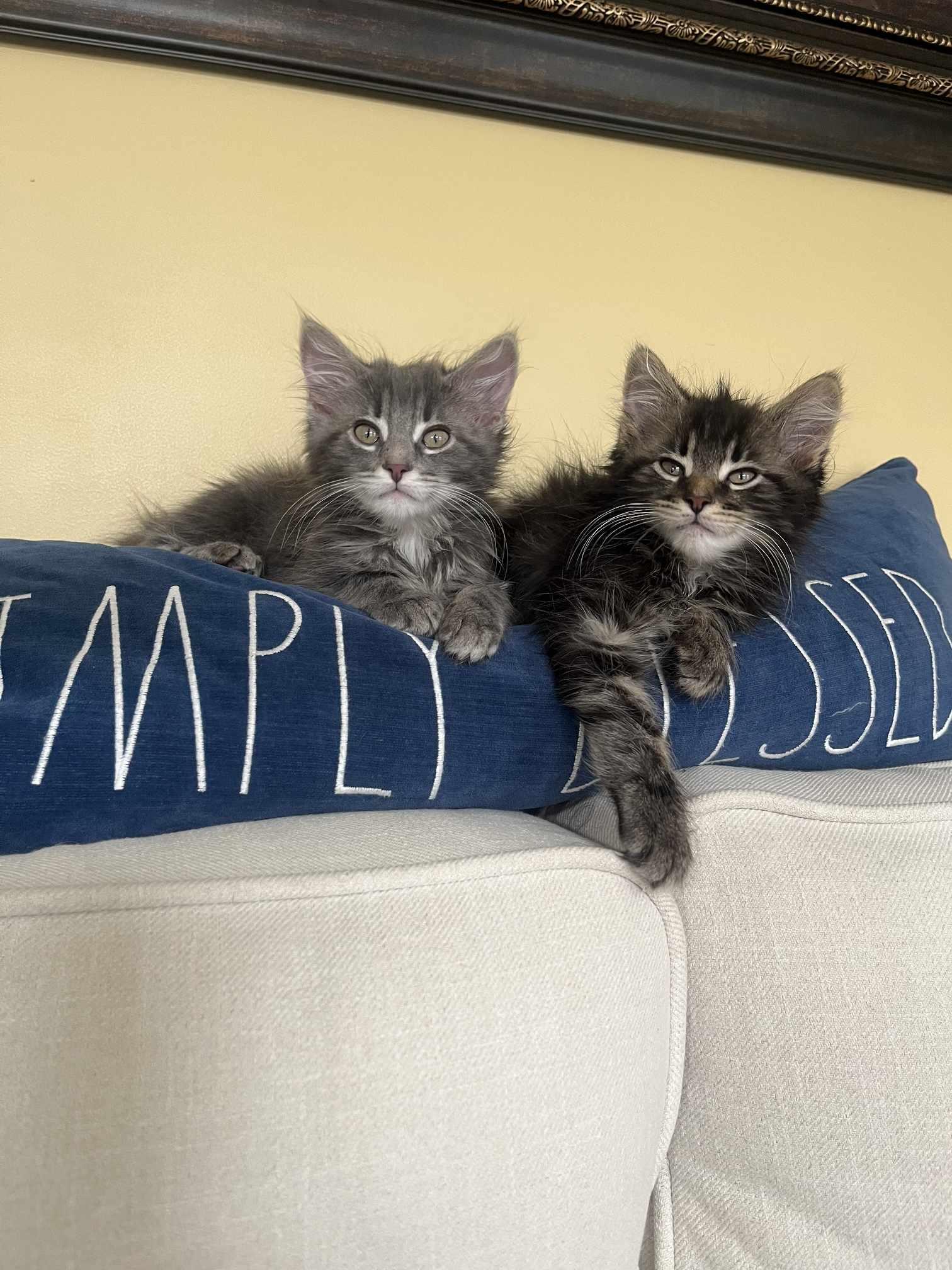 Crumb, a Adopted Domestic Long Hair in Greensburg, PA image 3/3