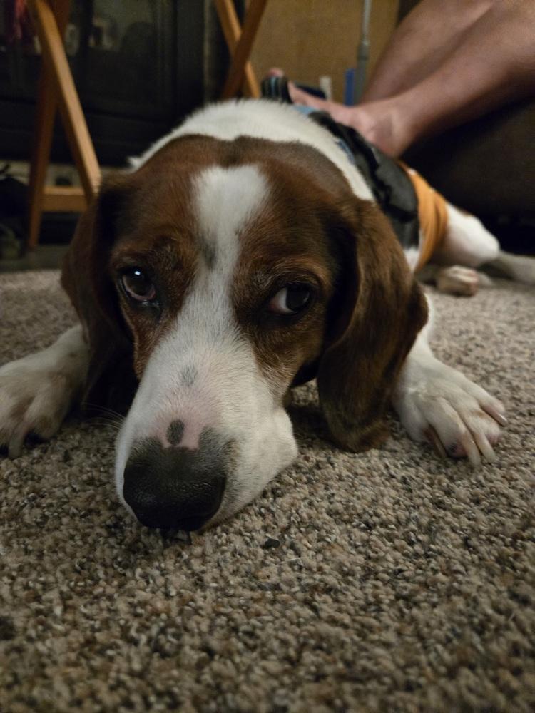 Bogart, Adoptable, Adult Male Beagle.