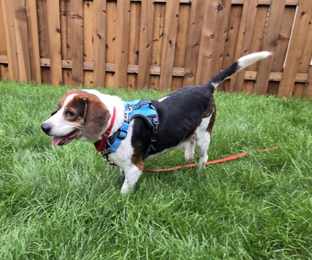 Enlarge Bogart, a Adoptable Beagle in Mundelein, IL image 2/6