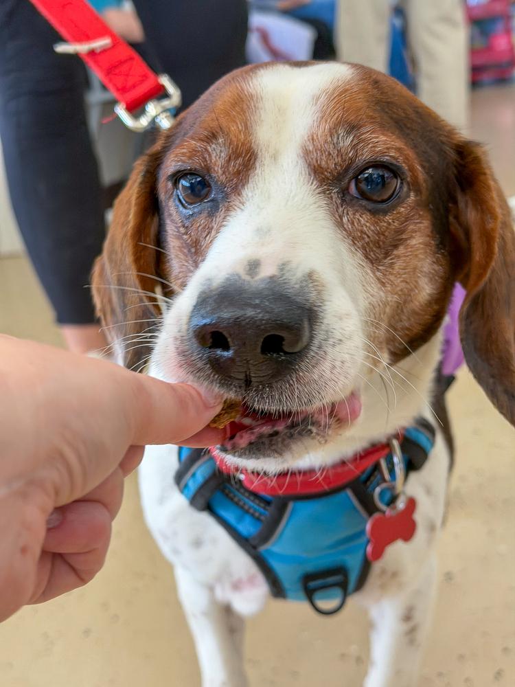 Enlarge Bogart, a Adoptable Beagle in Mundelein, IL image 3/6