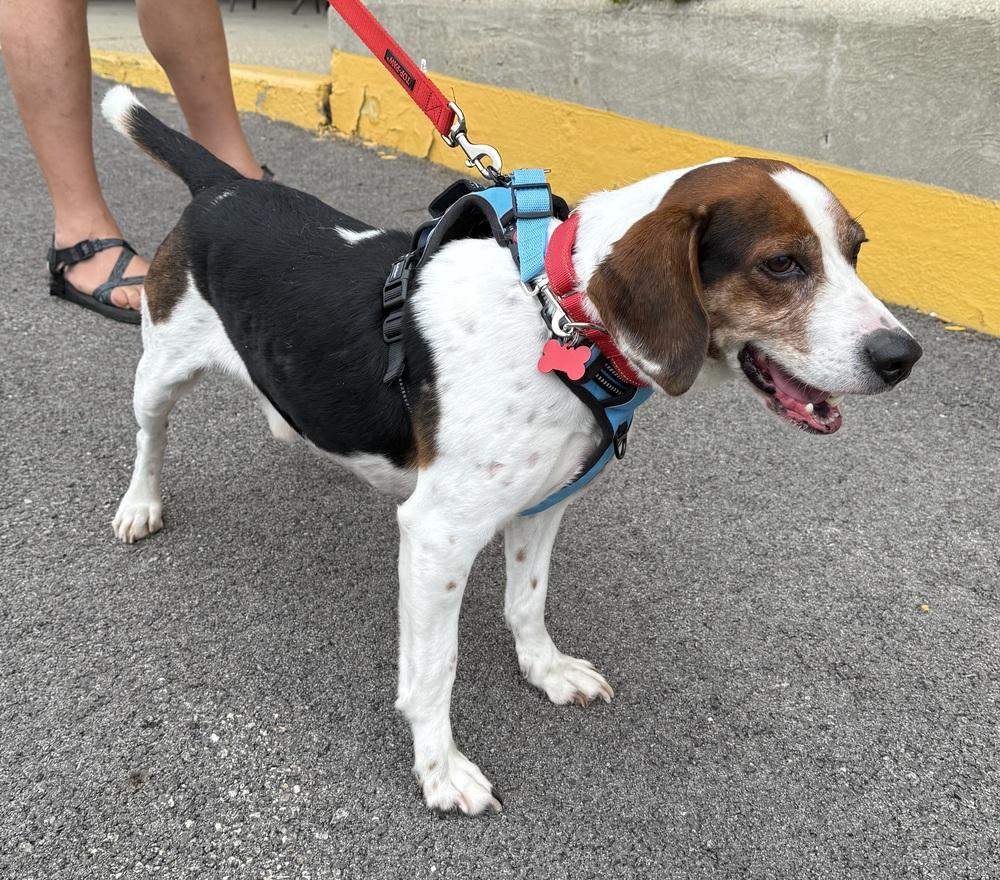 Enlarge Bogart, a Adoptable Beagle in Mundelein, IL image 4/6