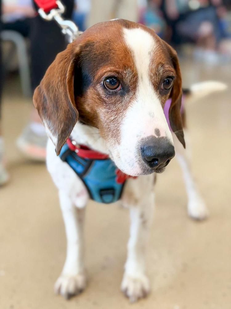 Enlarge Bogart, a Adoptable Beagle in Mundelein, IL image 5/6