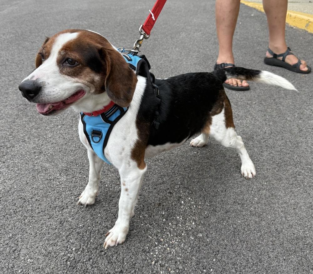 Enlarge Bogart, a Adoptable Beagle in Mundelein, IL image 6/6