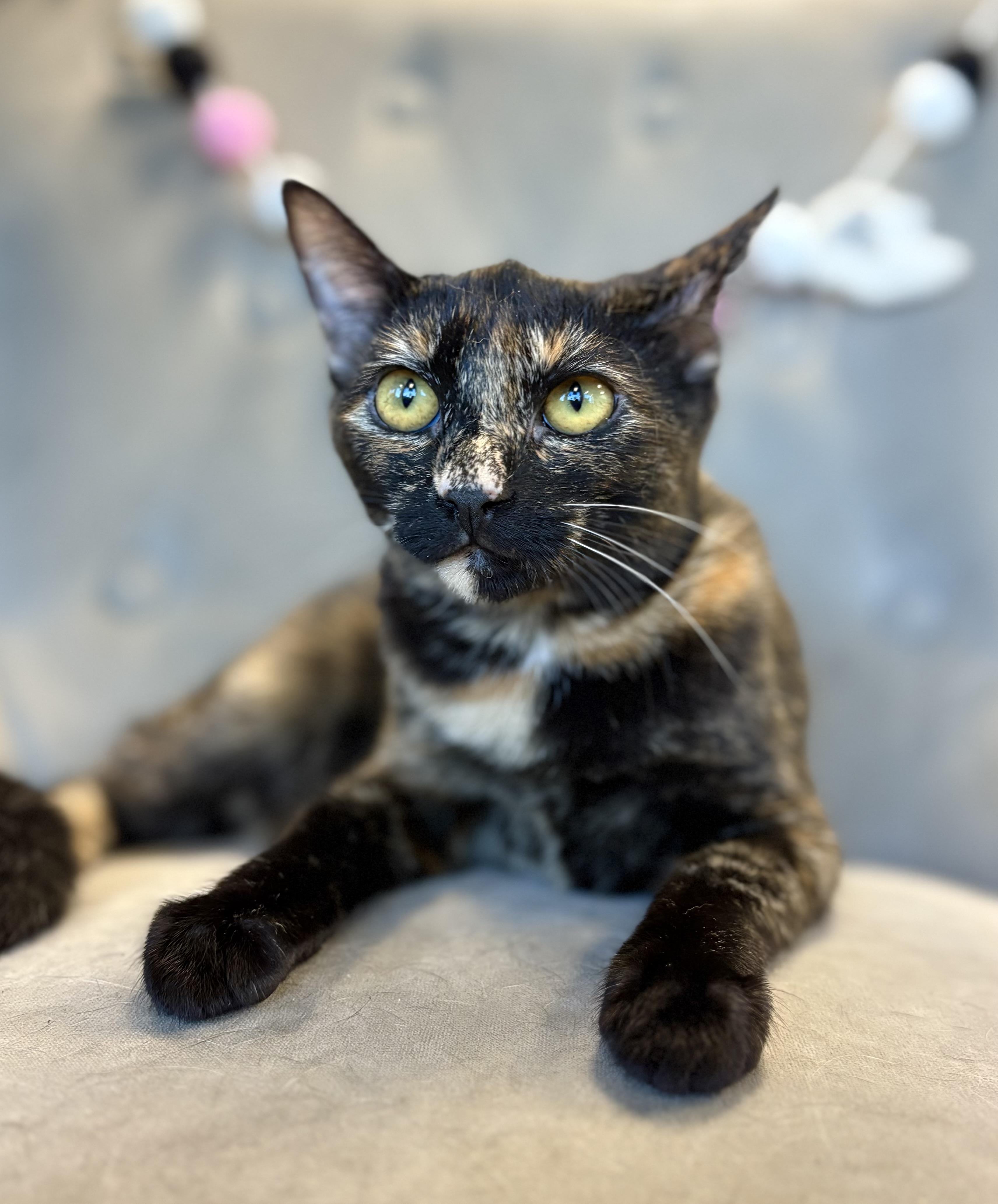 Billie, Adoptable, Kitten Female Tortoiseshell.