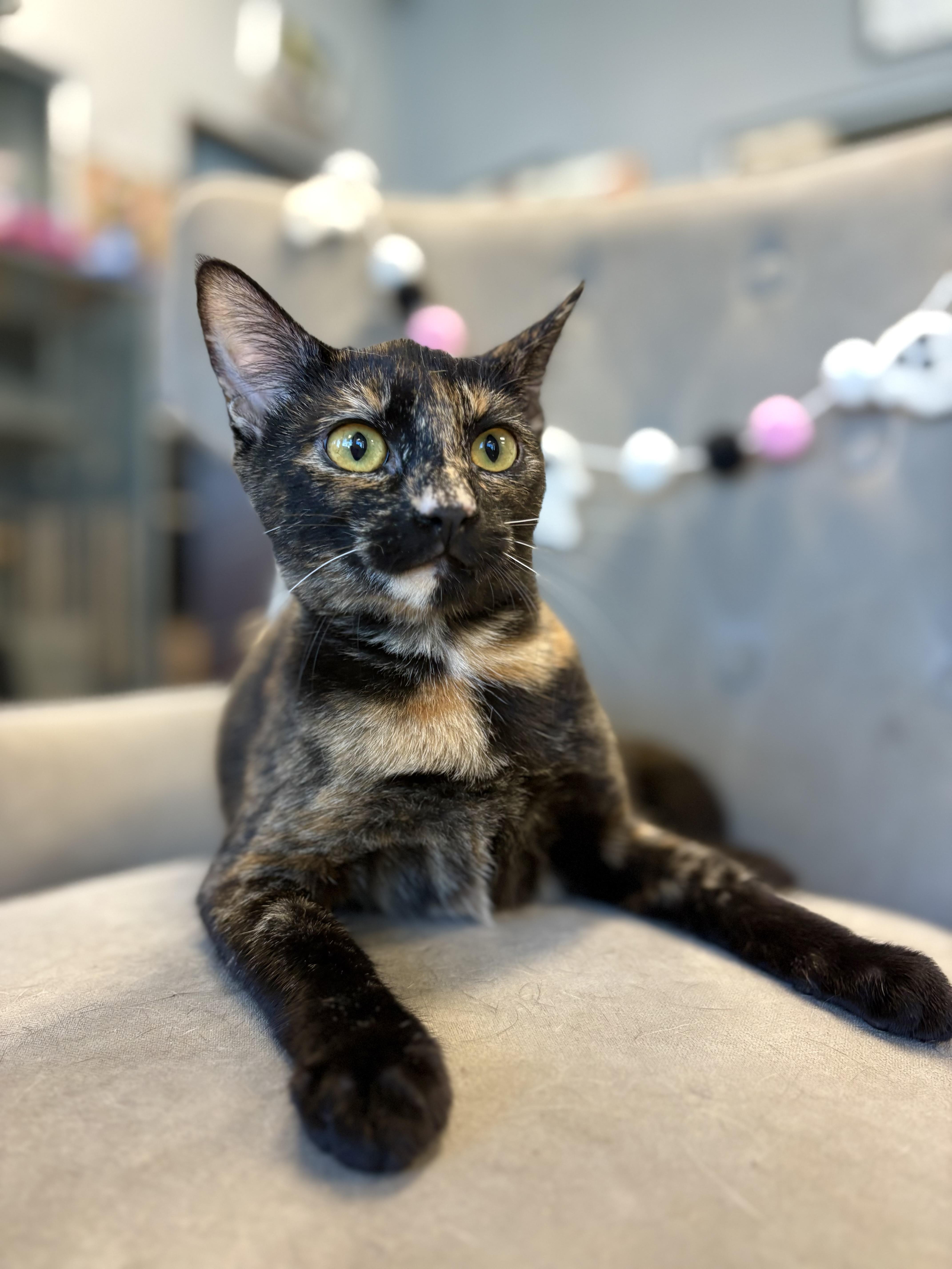 Billie, a Adoptable mixed breed in South El Monte, CA image 2/4