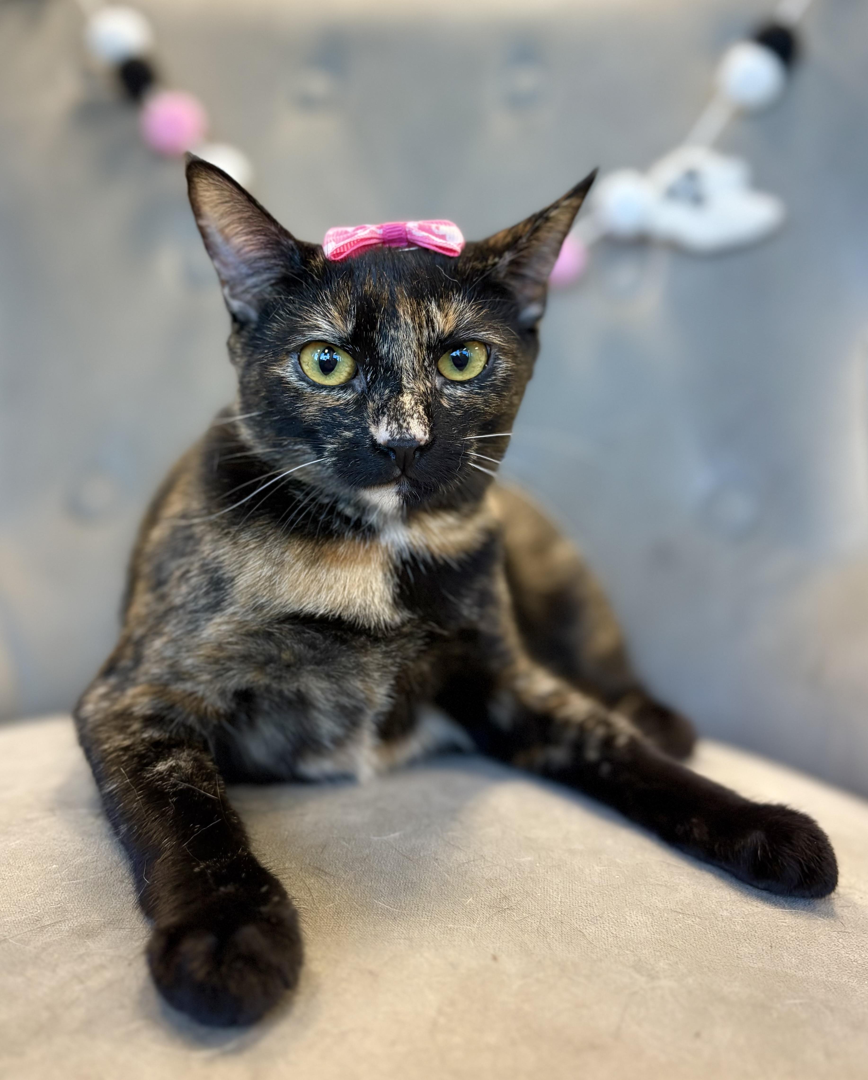 Billie, a Adoptable mixed breed in South El Monte, CA image 3/4