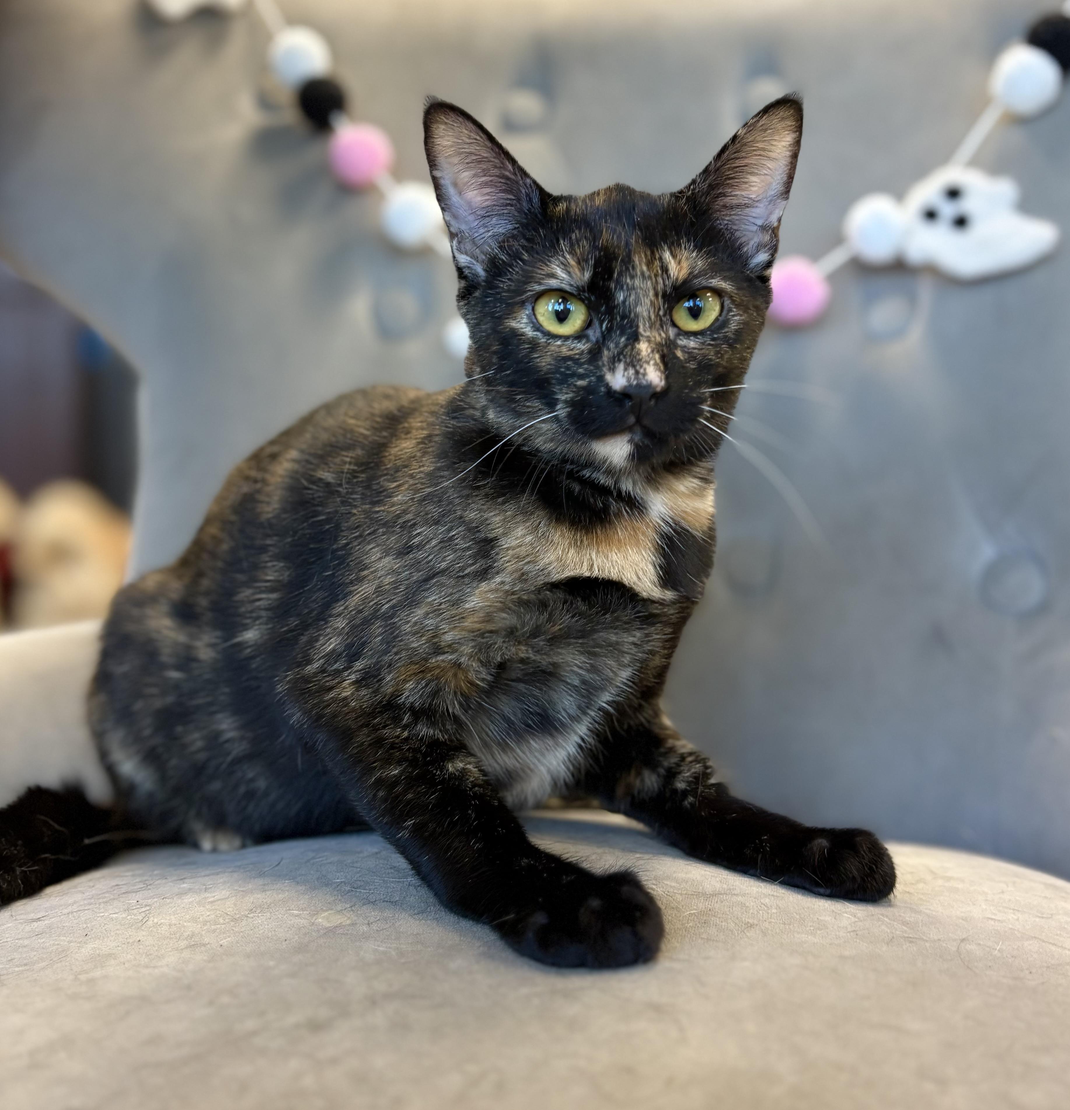 Billie, a Adoptable mixed breed in South El Monte, CA image 4/4