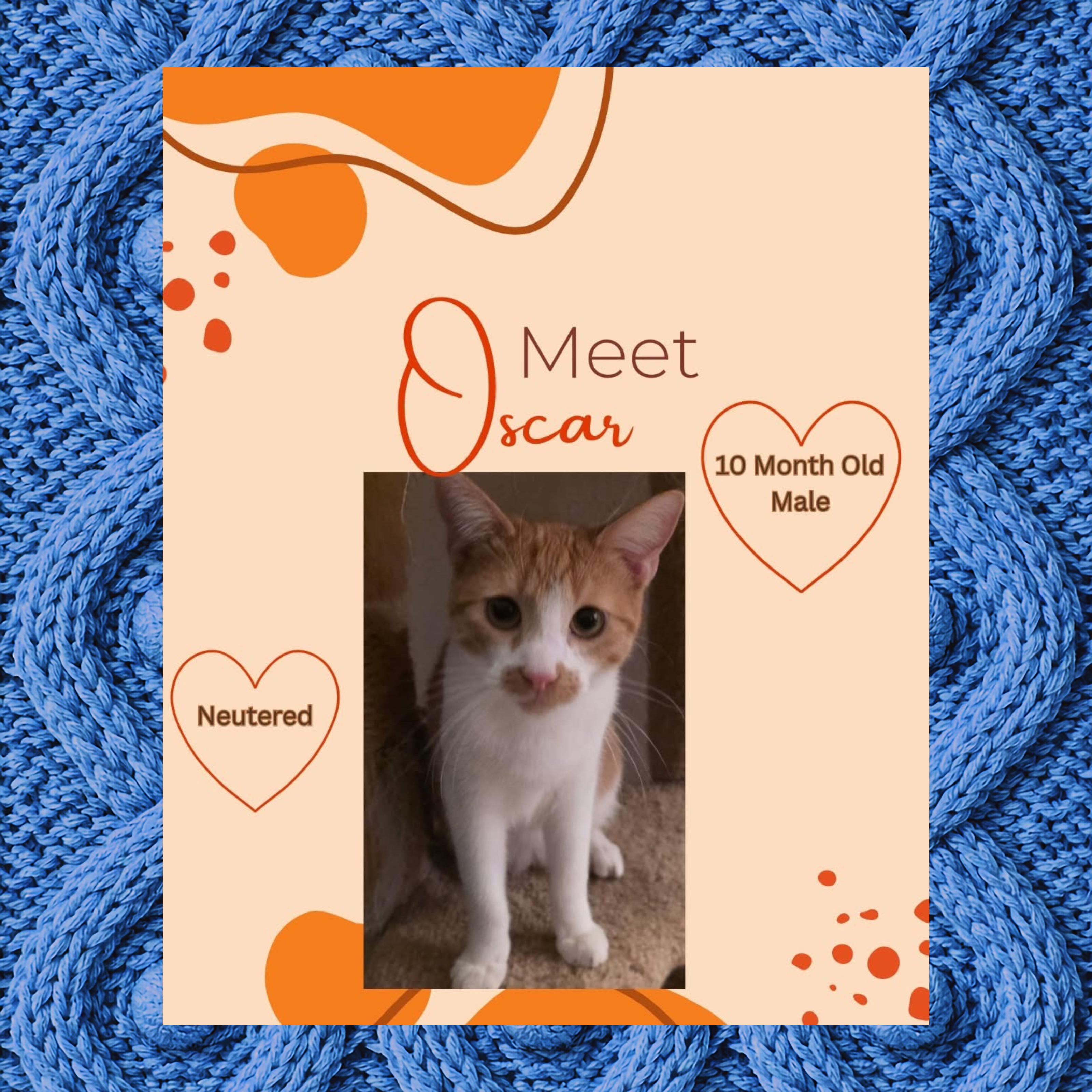 Oscar , ADOPTABLE, Young Male Domestic Short Hair.