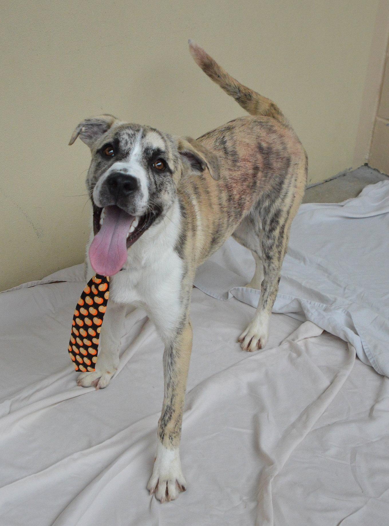 Yeti, a Adoptable Mixed Breed in McKinney, TX image 1/3