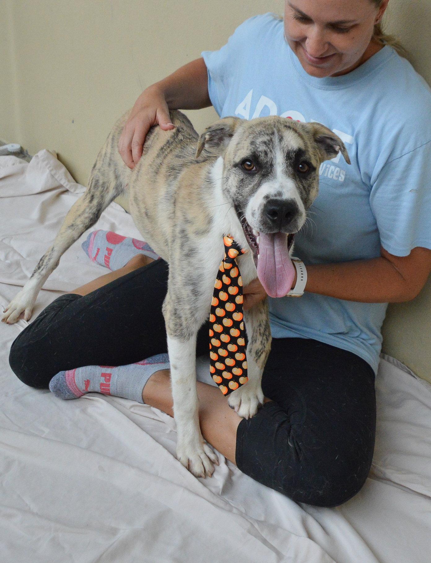 Yeti, a Adoptable Mixed Breed in McKinney, TX image 2/3