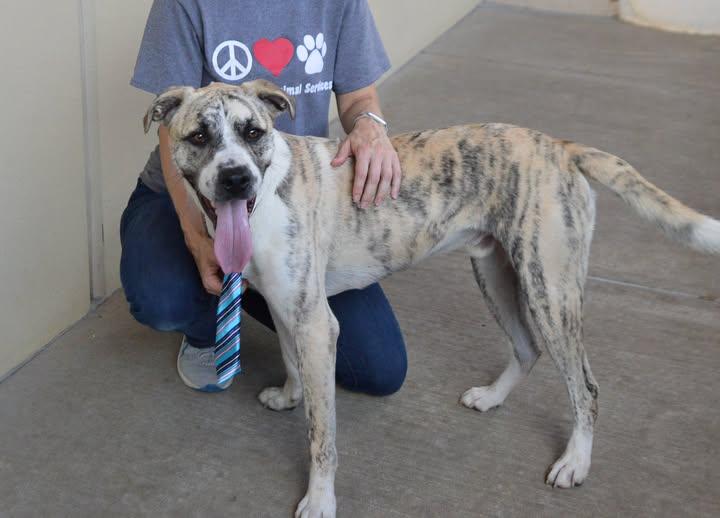 Yeti, a Adoptable Mixed Breed in McKinney, TX image 3/3