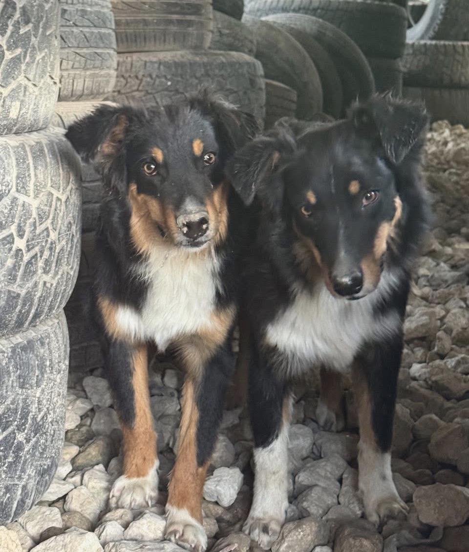 Enlarge Lefty & Loyal bonded brothers, a Adoptable Australian Shepherd in canyon lake, TX image 1/2