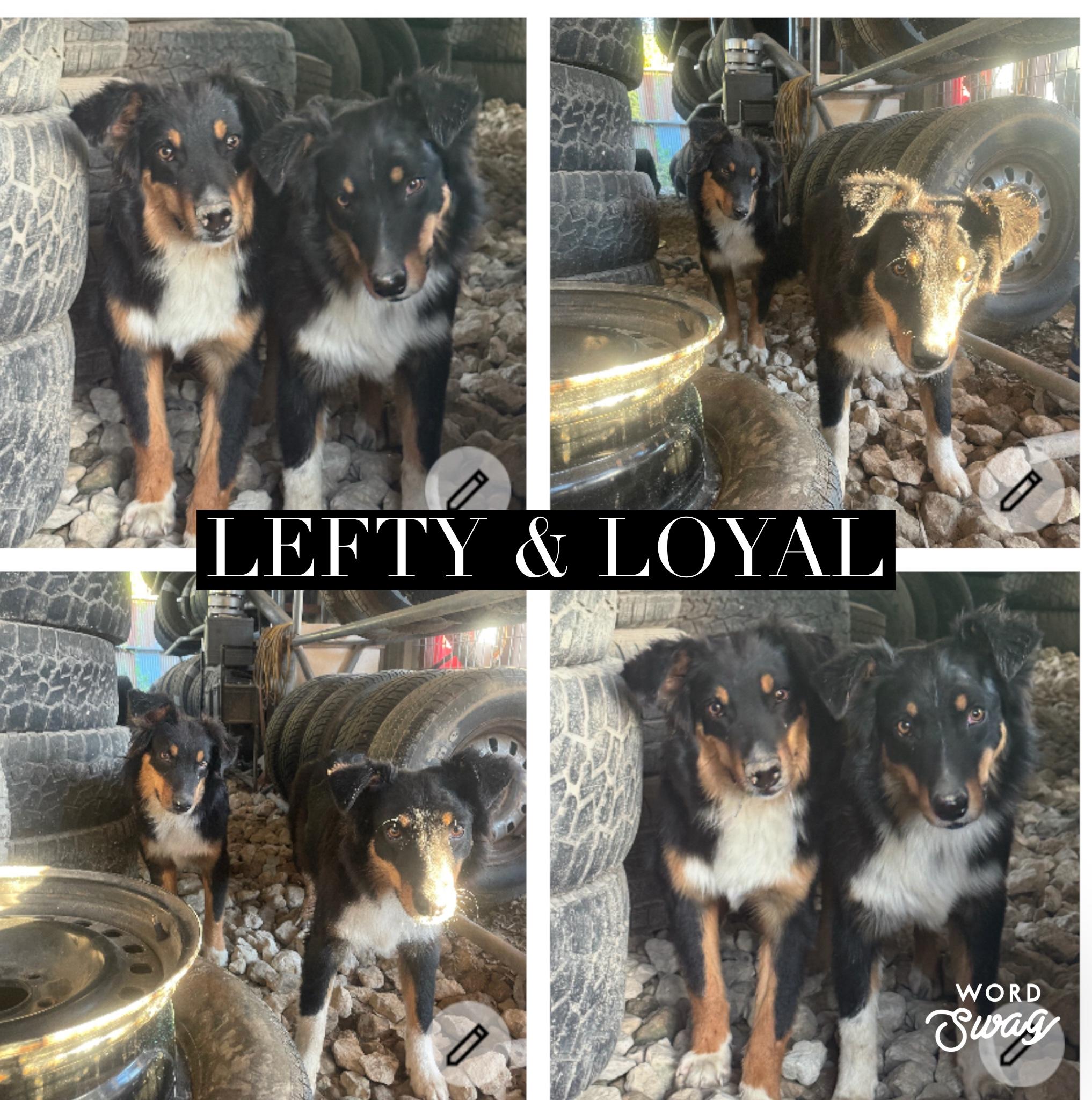 Enlarge Lefty & Loyal bonded brothers, a Adoptable Australian Shepherd in canyon lake, TX image 2/2