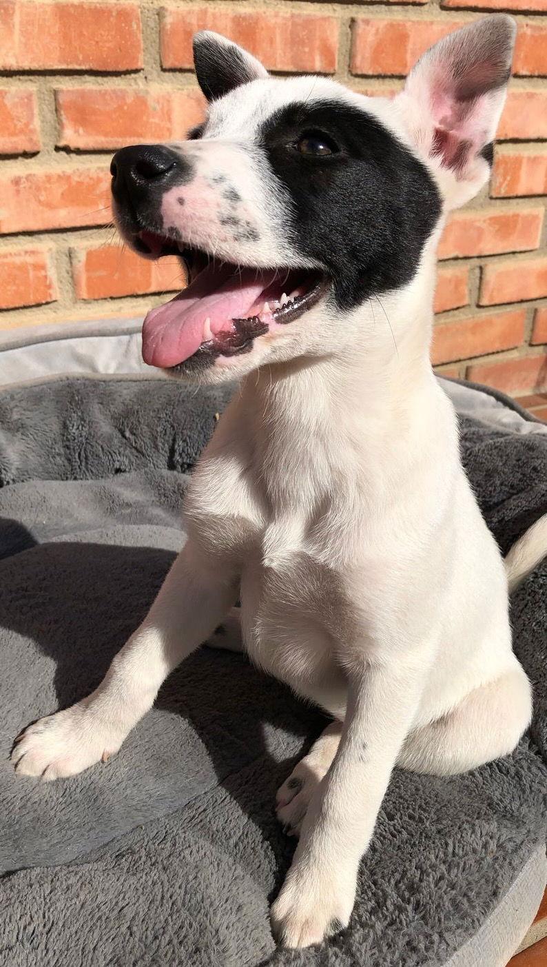 Dixy, a Adoptable mixed breed in San Diego, CA image 1/3