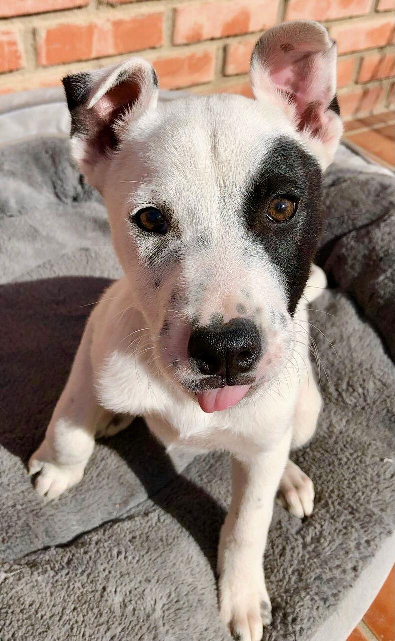 Dixy, Adoptable, Puppy Female Pit Bull Terrier & Husky.