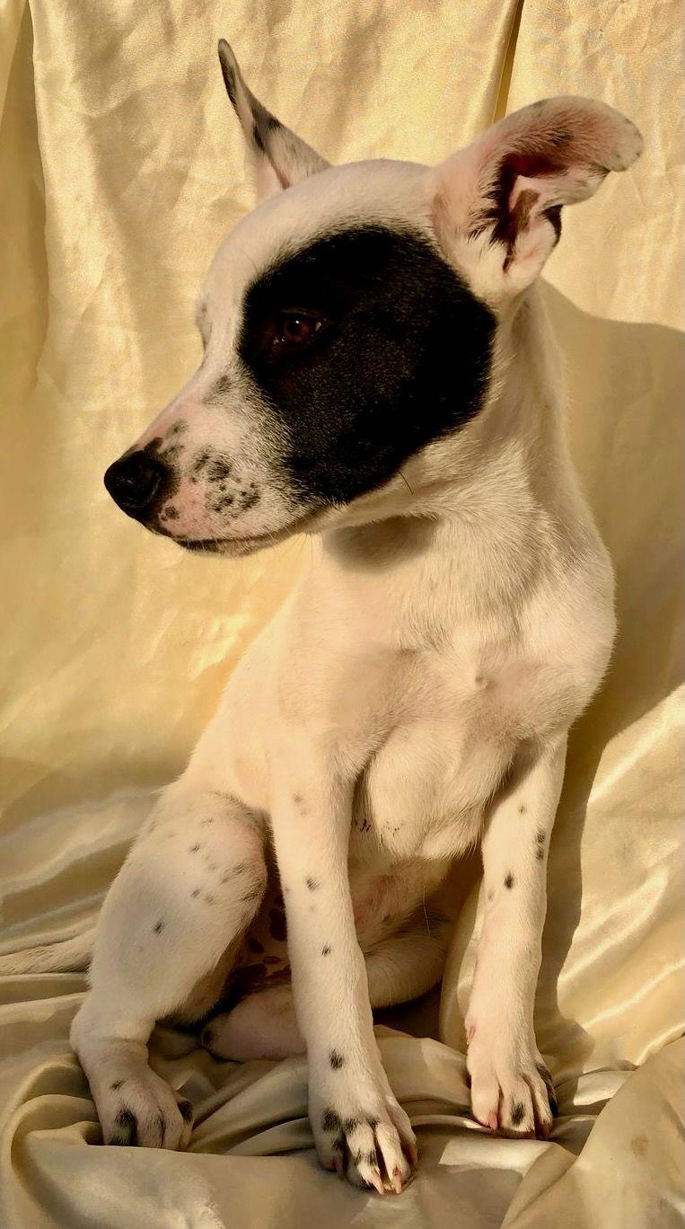 Dixy, a Adoptable mixed breed in San Diego, CA image 3/3