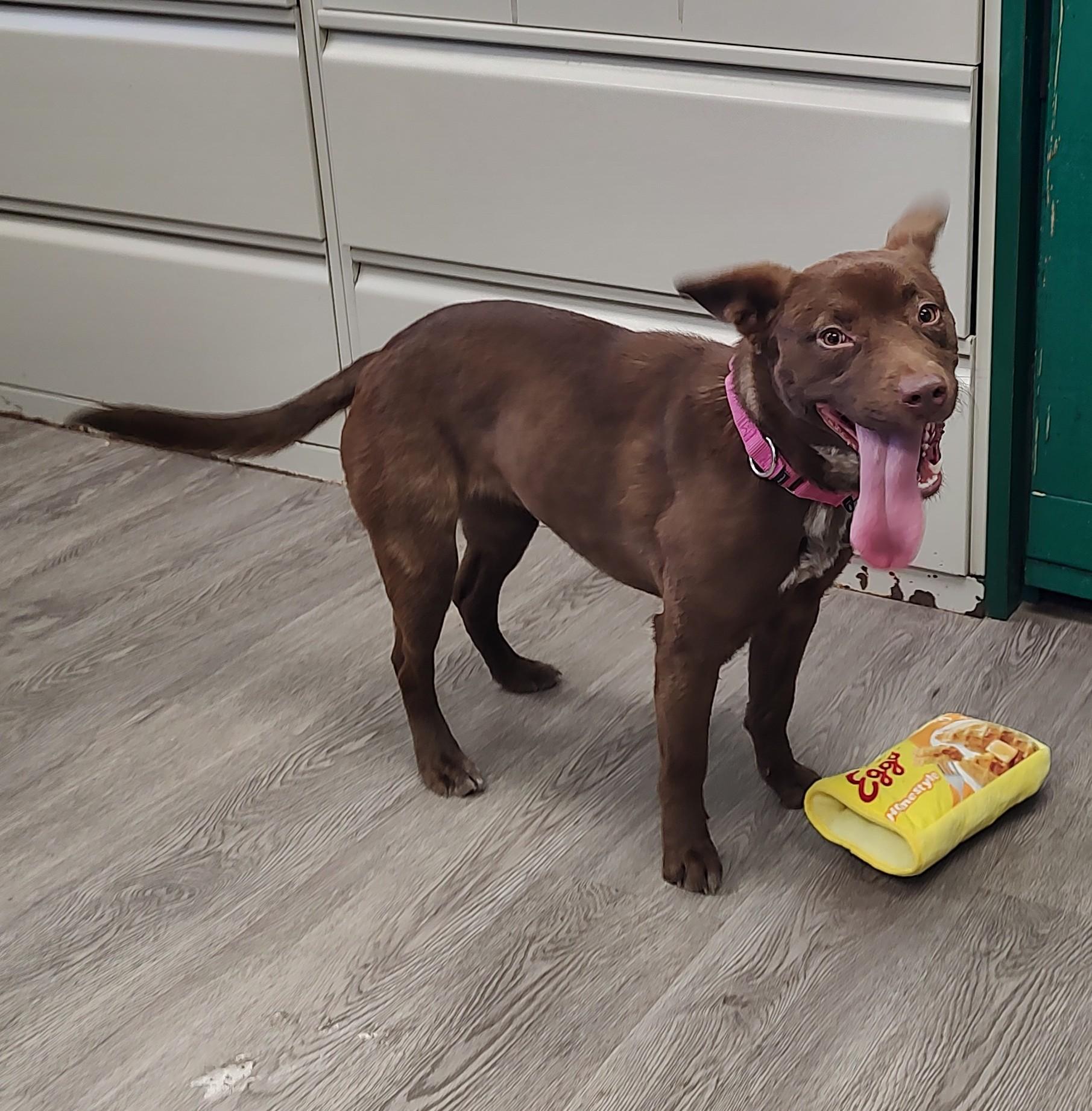 Enlarge Ciara, a ADOPTABLE mixed breed in Newburgh, NY image 1/3