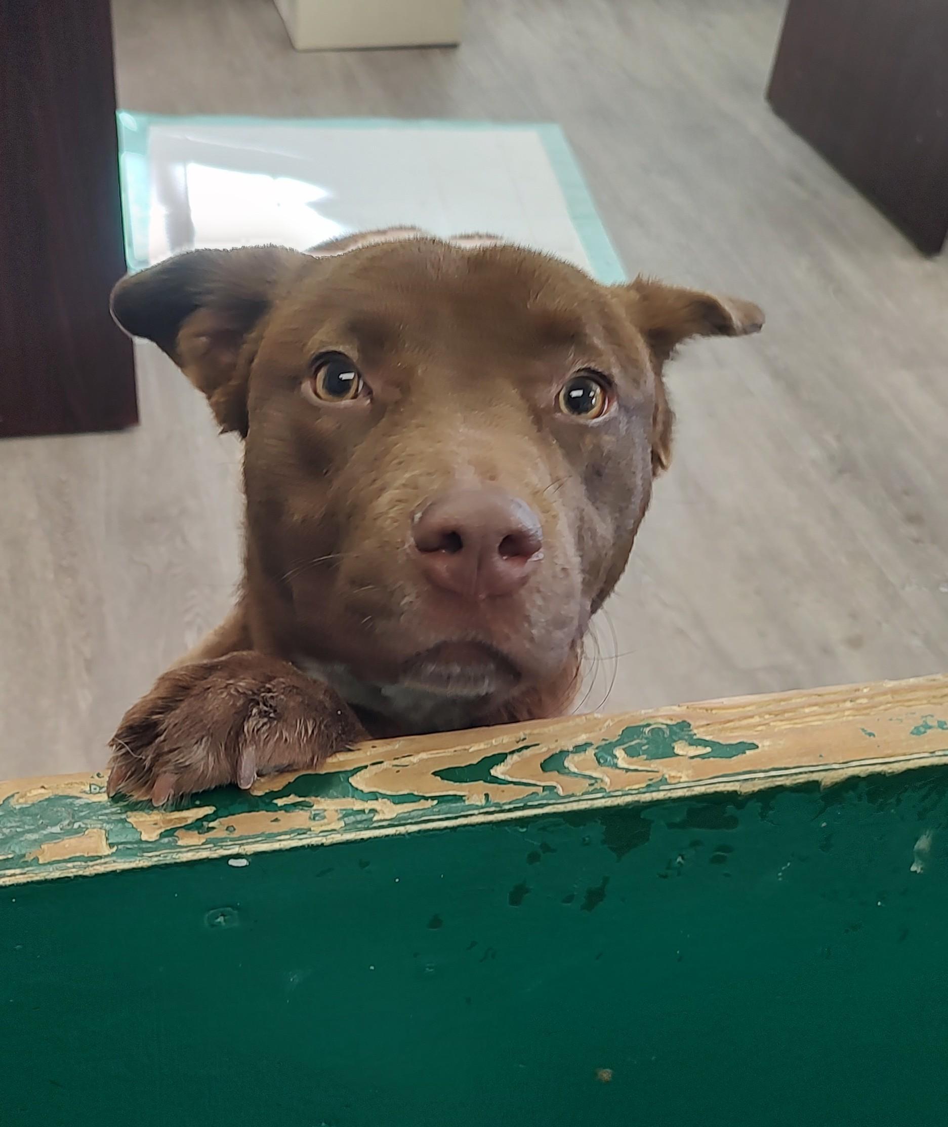 Enlarge Ciara, a ADOPTABLE mixed breed in Newburgh, NY image 3/3