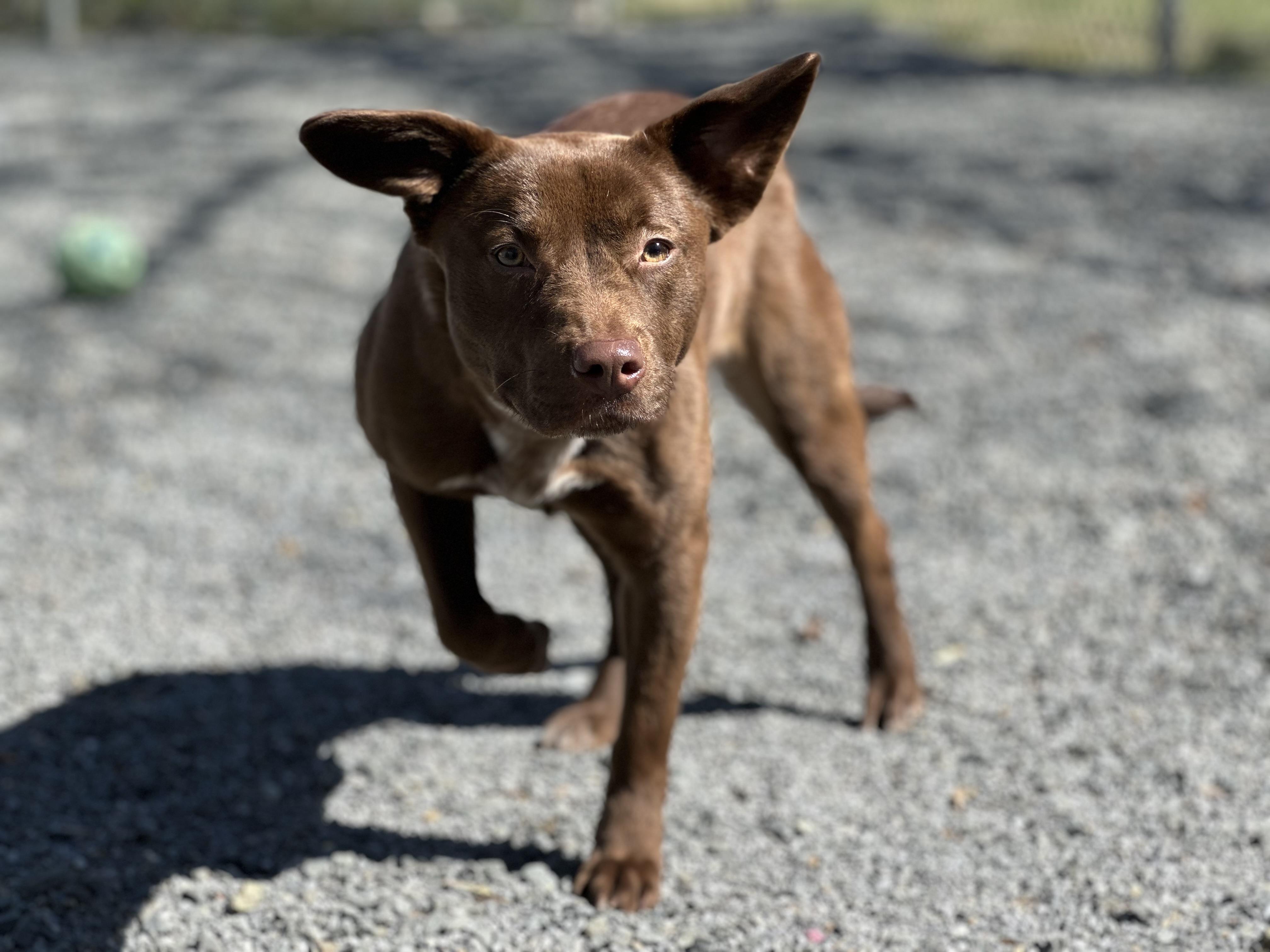 Enlarge Ciara, a ADOPTABLE mixed breed in Newburgh, NY image 2/3