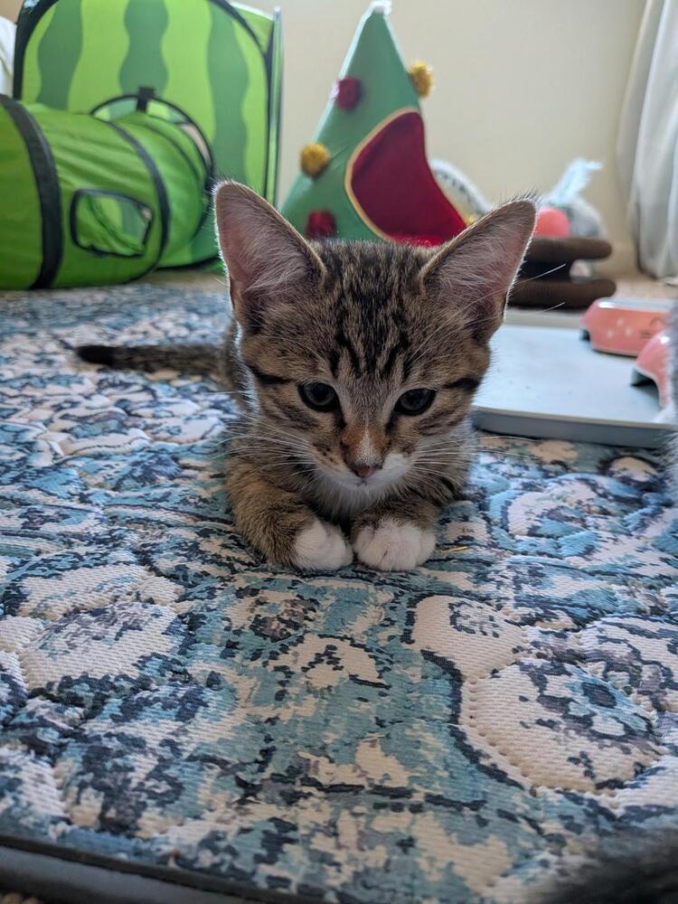 Enlarge Wanda, a Adoptable Domestic Short Hair in Oceanside, CA image 2/5