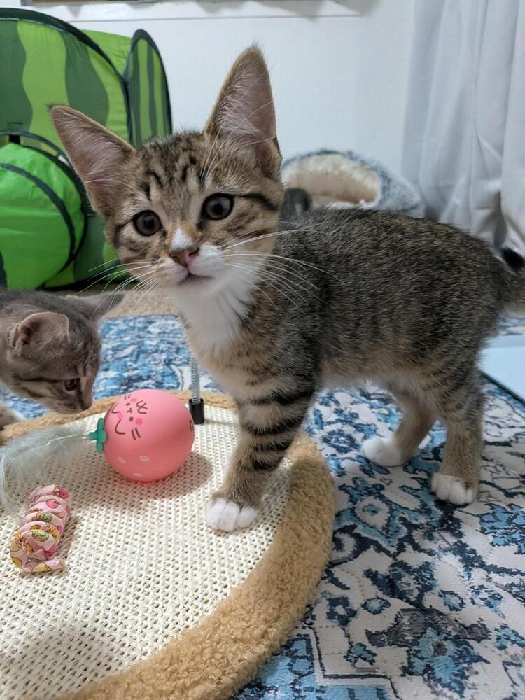 Enlarge Wanda, a Adoptable Domestic Short Hair in Oceanside, CA image 3/5