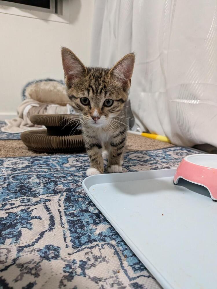 Enlarge Wanda, a Adoptable Domestic Short Hair in Oceanside, CA image 4/5