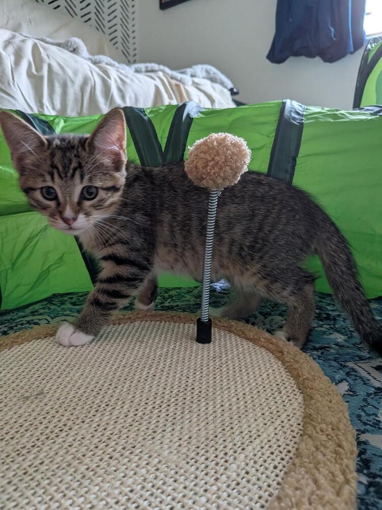 Enlarge Wanda, a Adoptable Domestic Short Hair in Oceanside, CA image 5/5