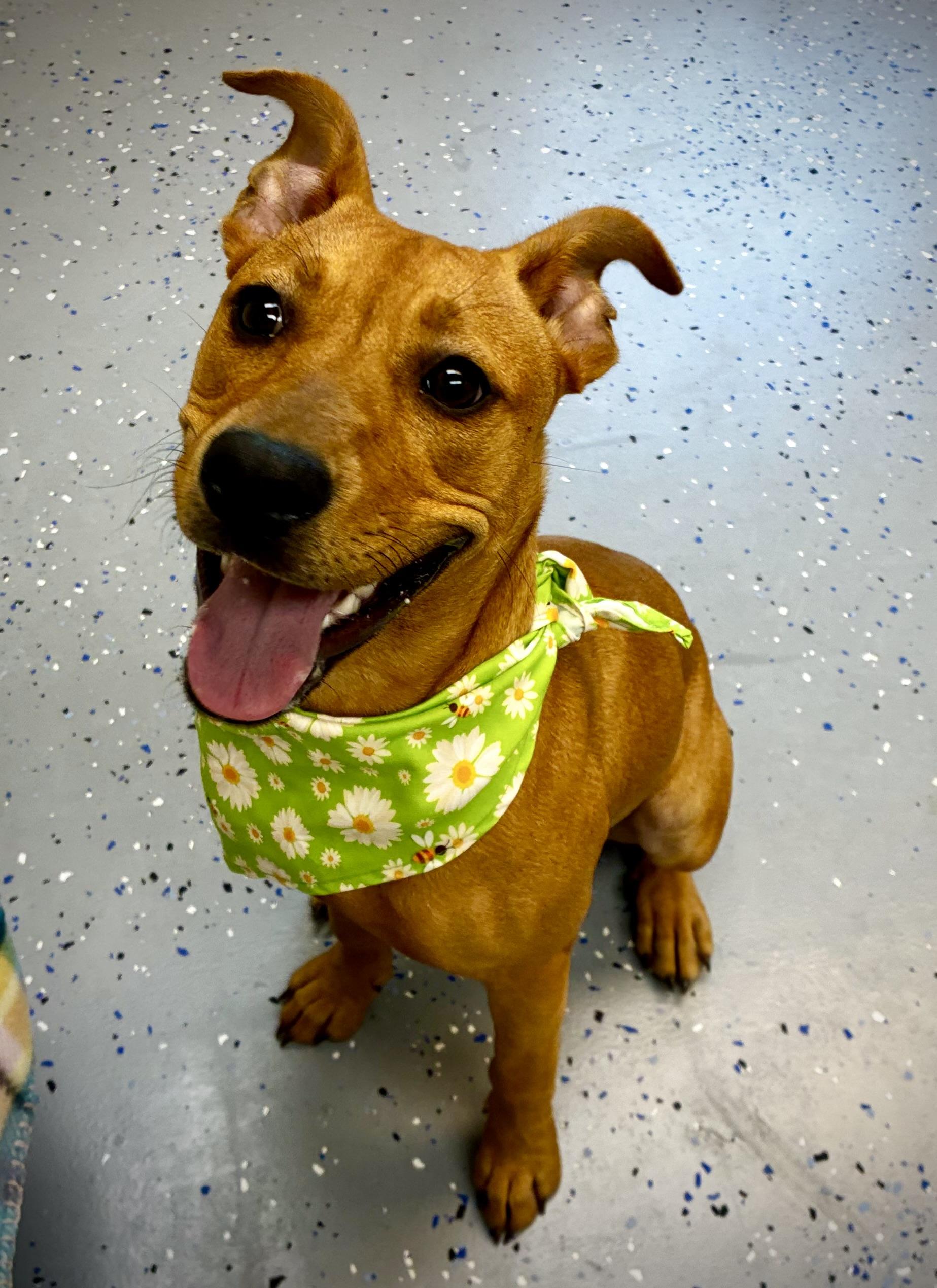Jazzy, Adoptable, Adult Female Black Mouth Cur.
