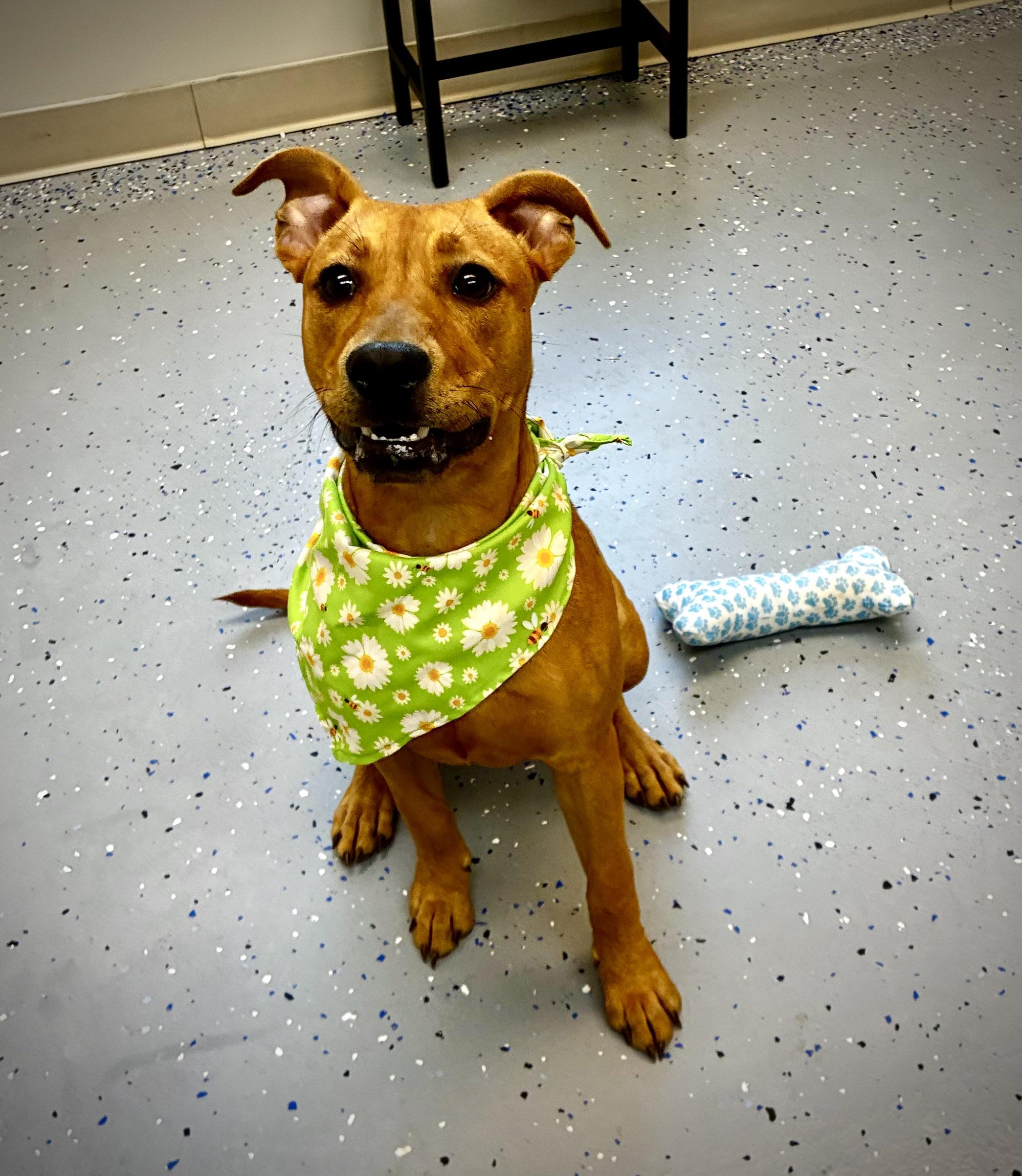 Jazzy, a Adoptable mixed breed in Senatobia, MS image 2/4