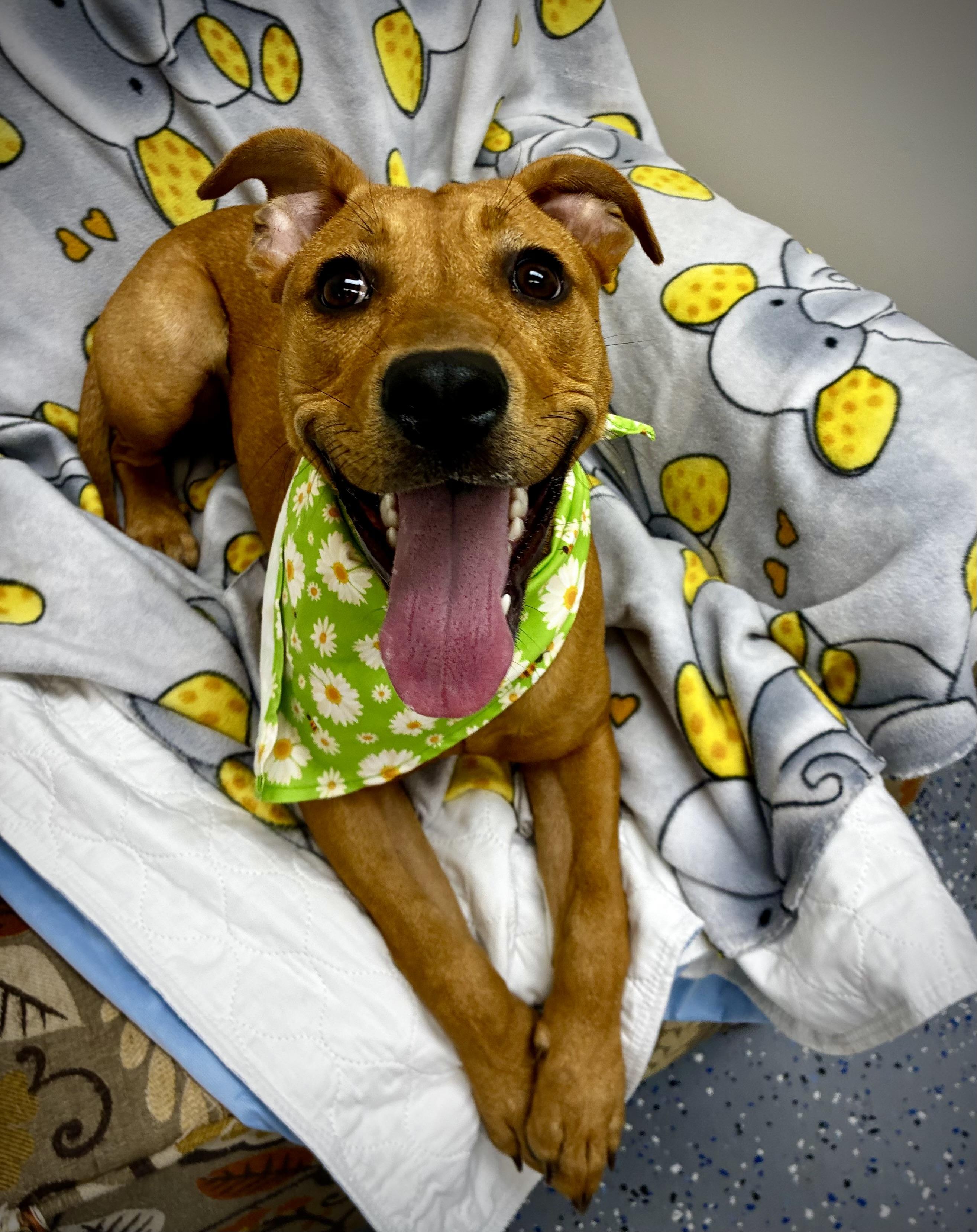 Jazzy, a Adoptable mixed breed in Senatobia, MS image 3/4