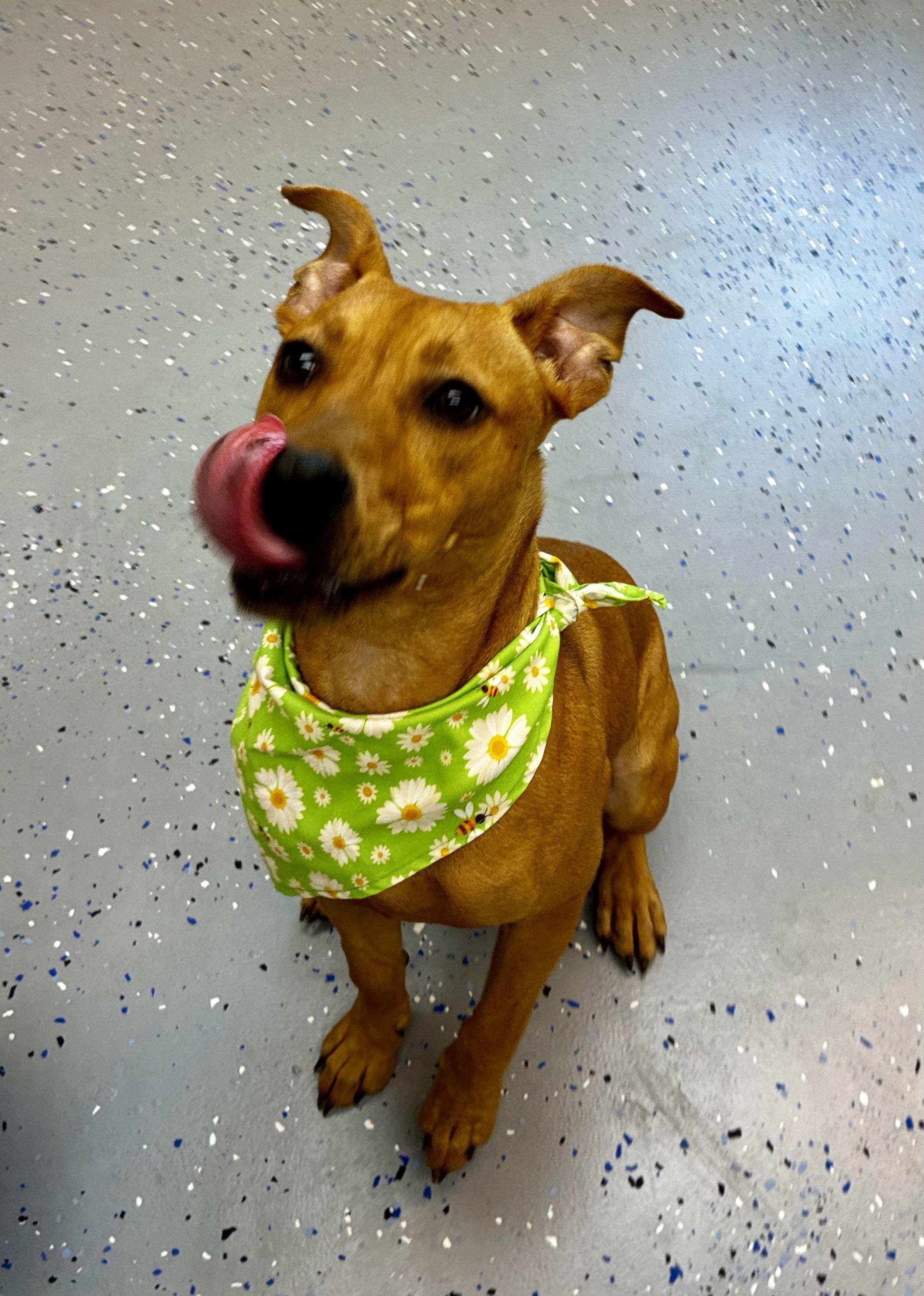 Jazzy, a Adoptable mixed breed in Senatobia, MS image 4/4